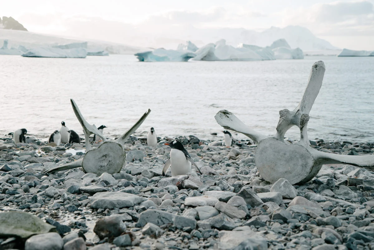 This guy hanging out between two massive whale bones.