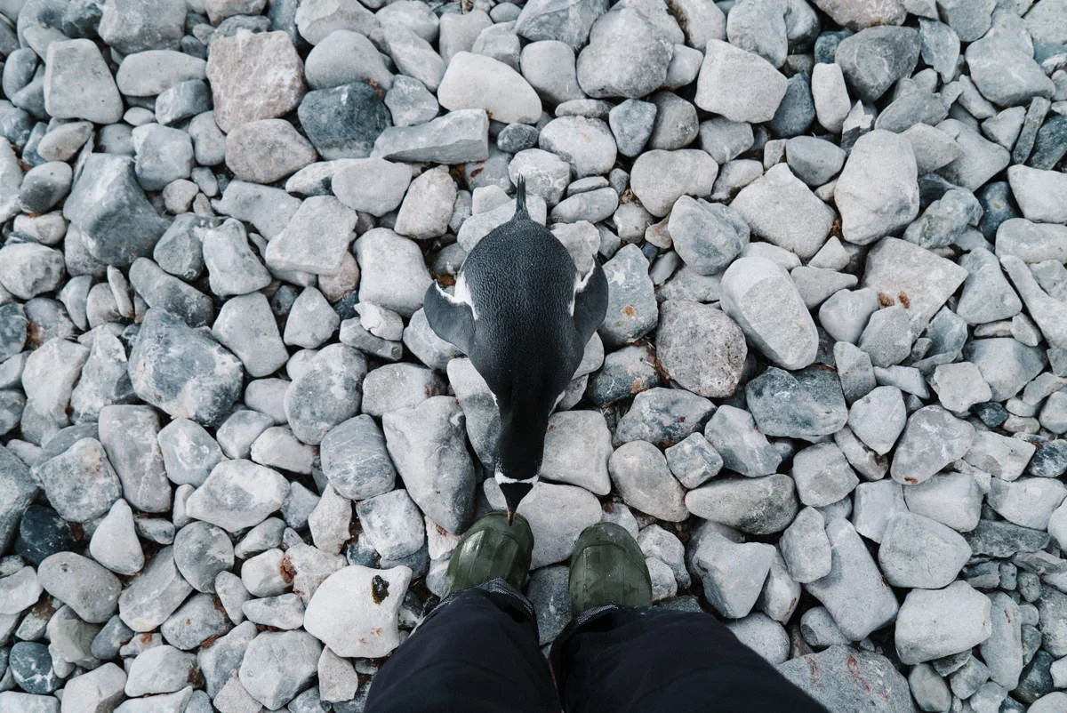 An adult penguin comes even closer and nibbles on my pants