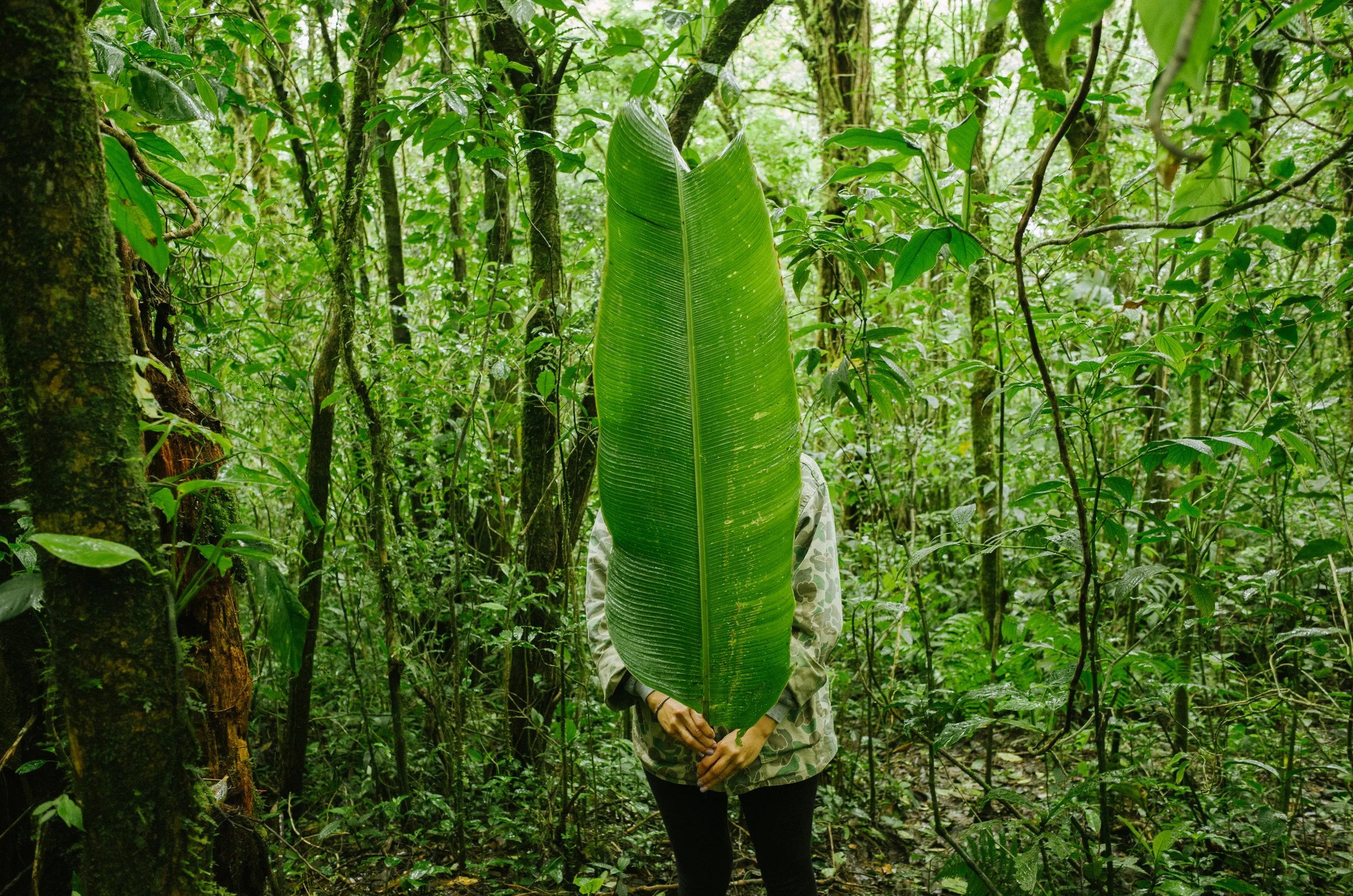 Monteverde Cloud Forest Reserve