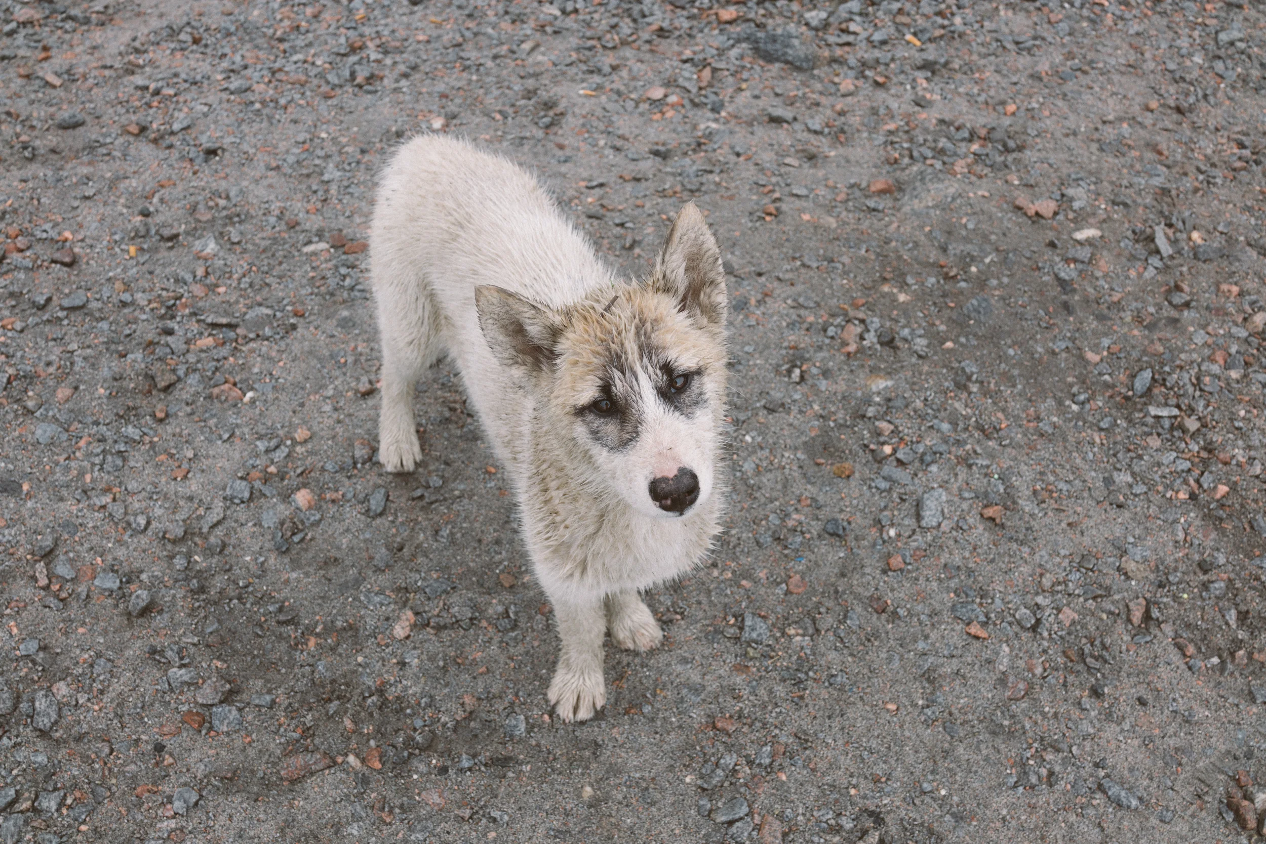 A very sweet sled dog pup. This friendly puppy and his litter-mate were outside our apartment so we broke the rules a little and gave them some pets. Adorable as they were, they smelled like rotten fish (sled dogs are fed fish scraps and seal meat).
