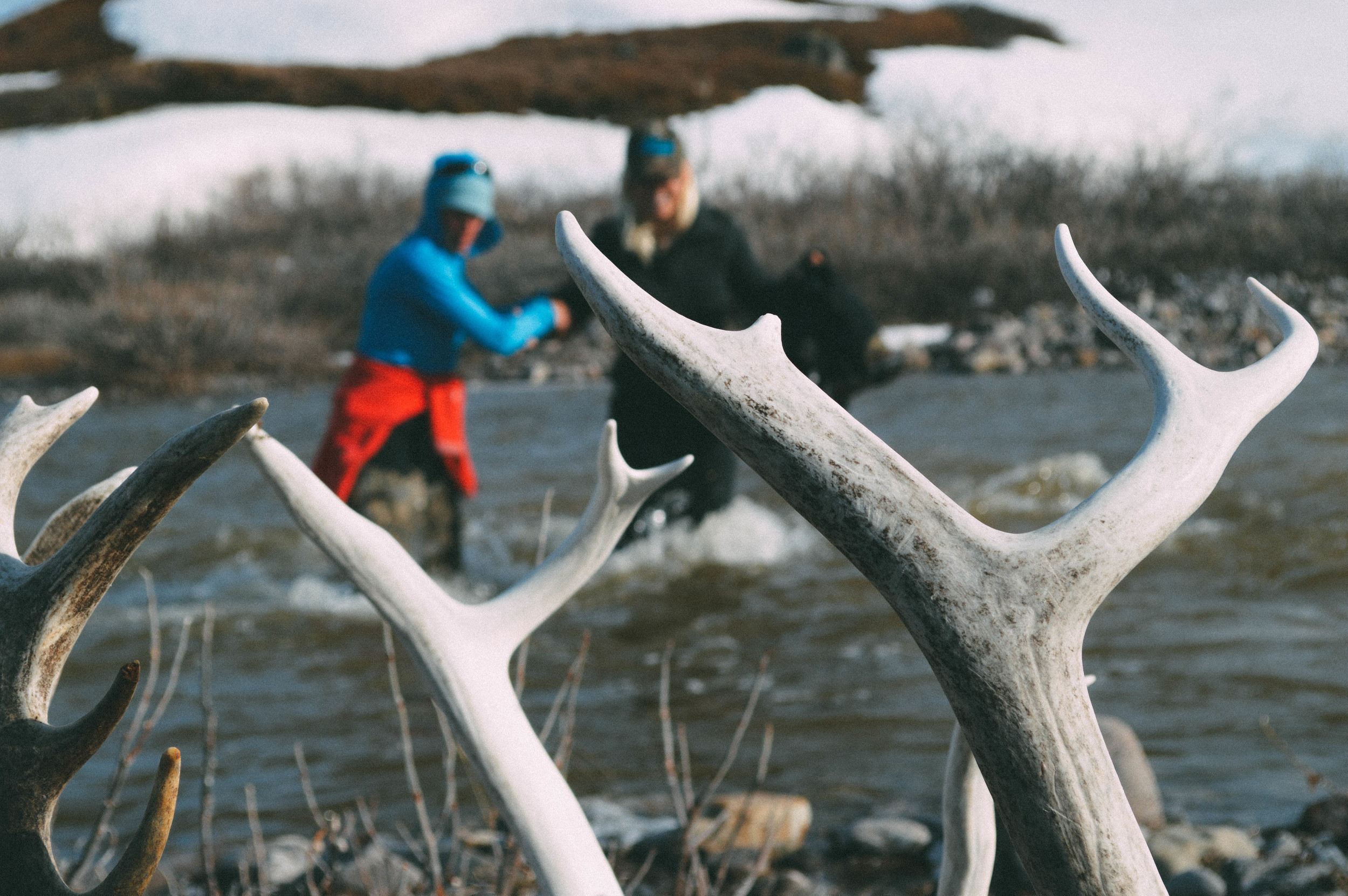 Our fellow High Tide Arts ladies going the extra mile to collect caribou sheds for the custom knives by Jens Klaar.