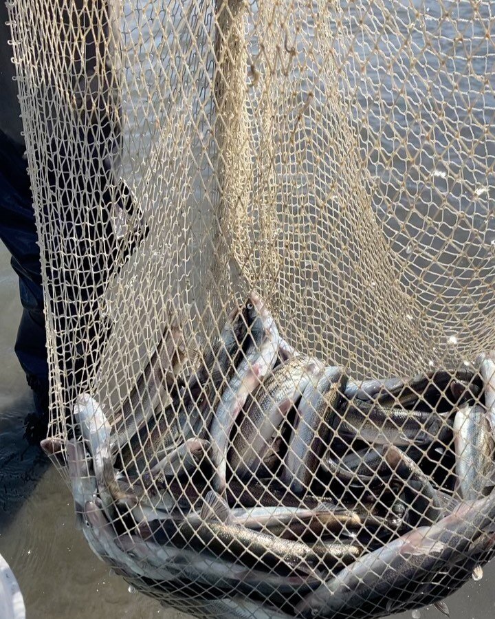 Hanging with these hooligans! #hooliganseason #turnagainarm #firsttimefishing #hightidearts #alaskanspring #itswhatsfordinner