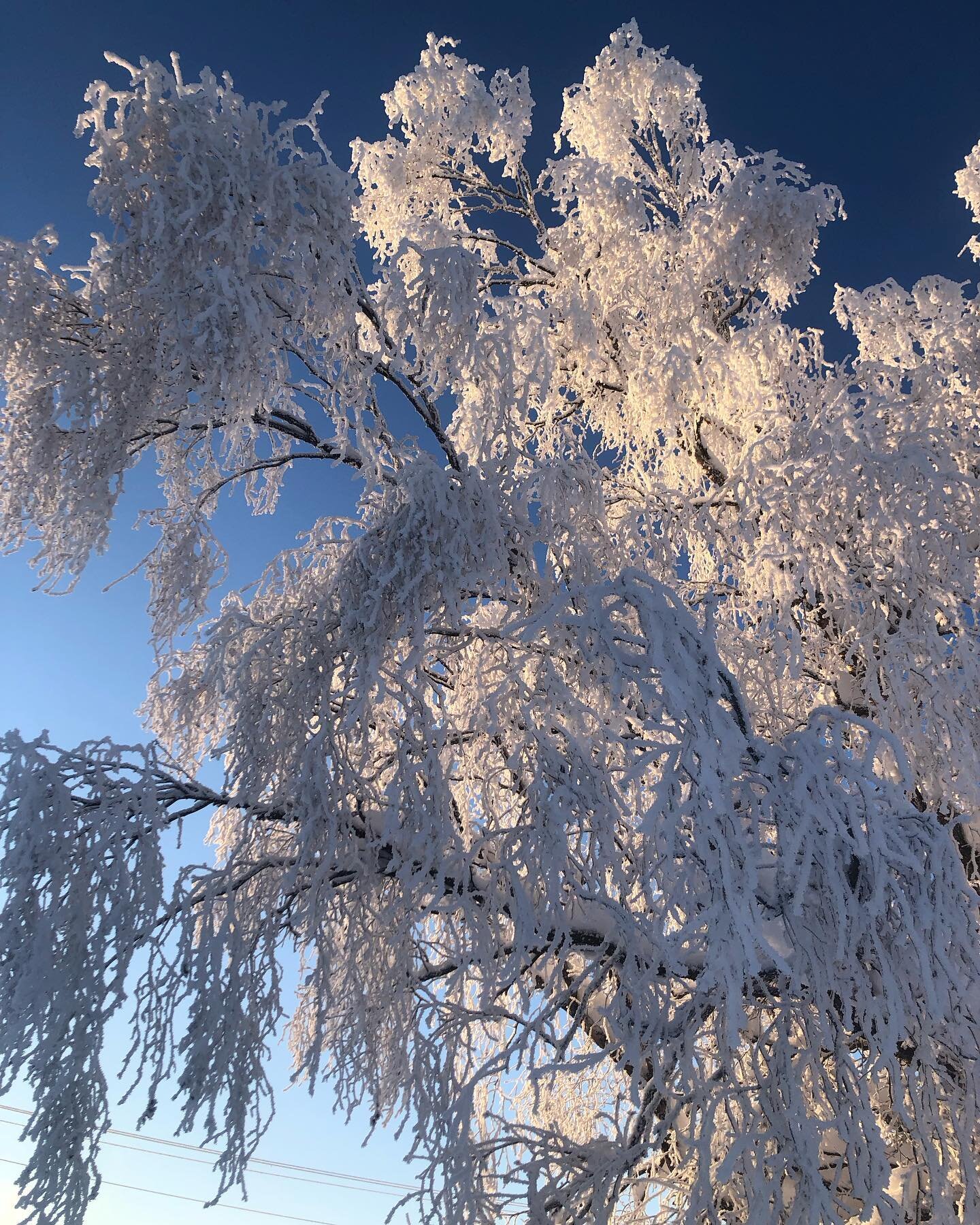 Happy winter solstice! #wintersolstice #alaskalife #wintertrees #hightidearts #holidayseason