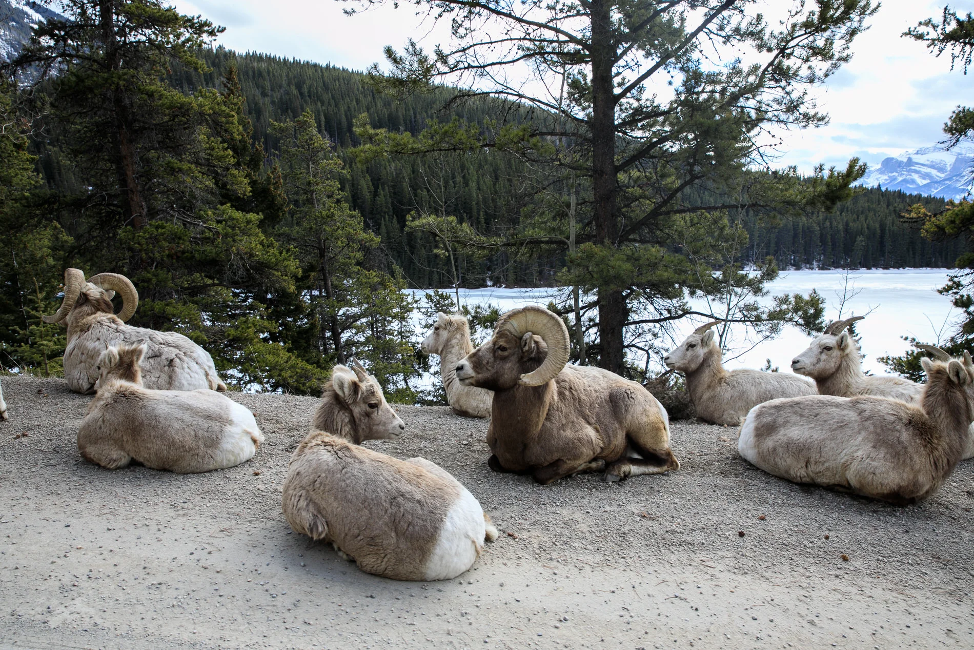 Banff Wedding Photographer