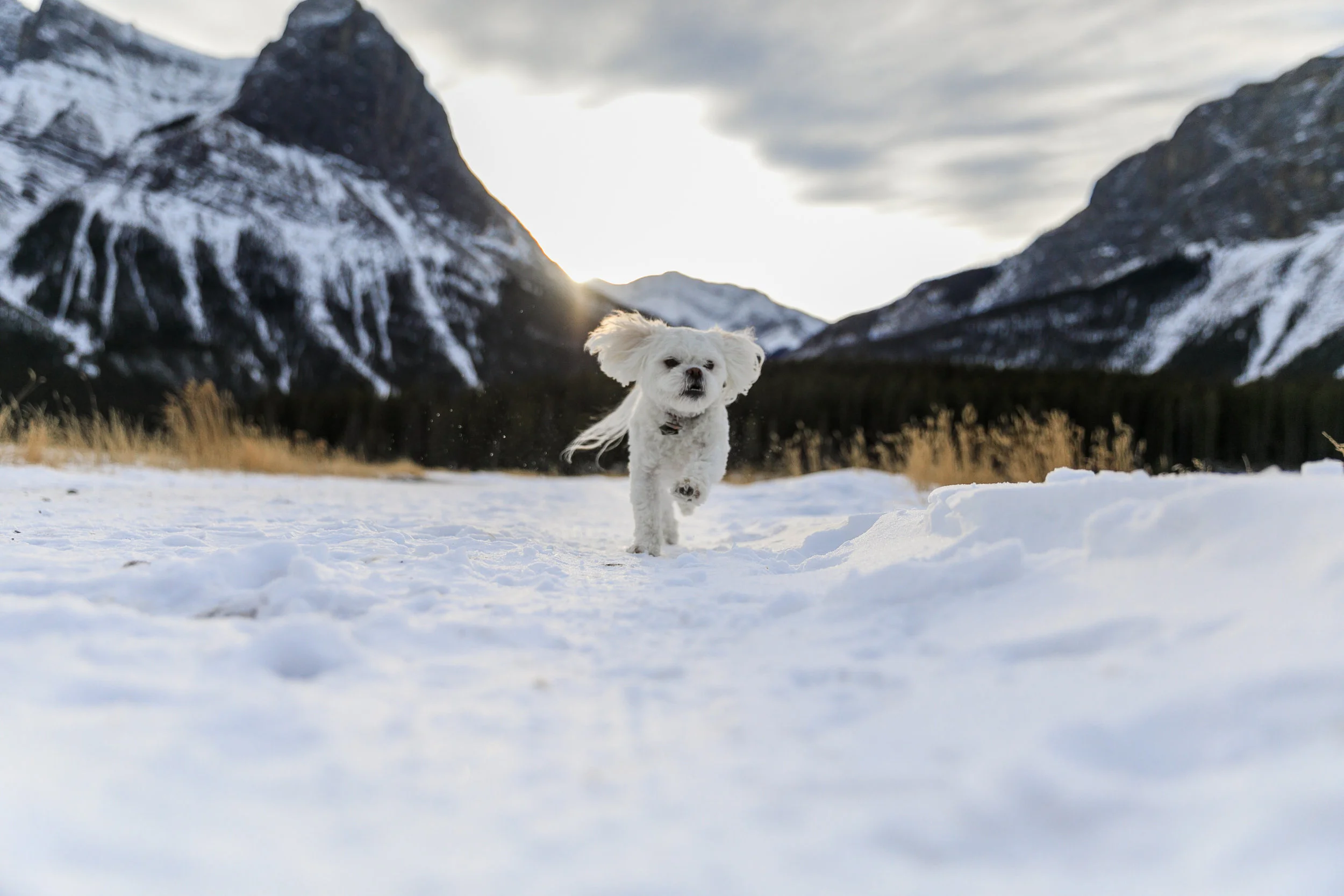 Canmore Engagement Photographer