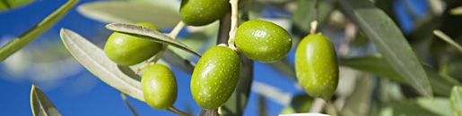 oliveoil01.jpg