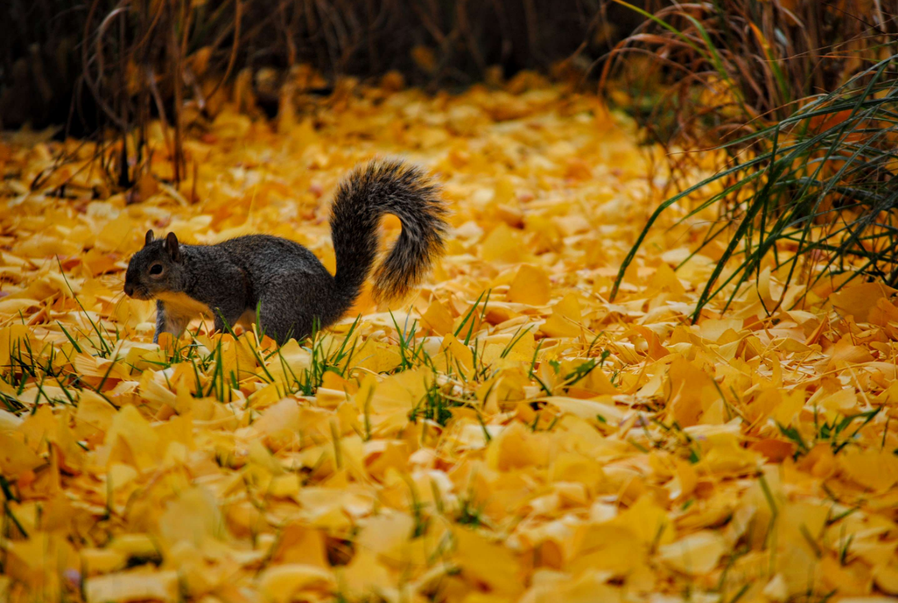 Be more Squirrel - planning for the winter