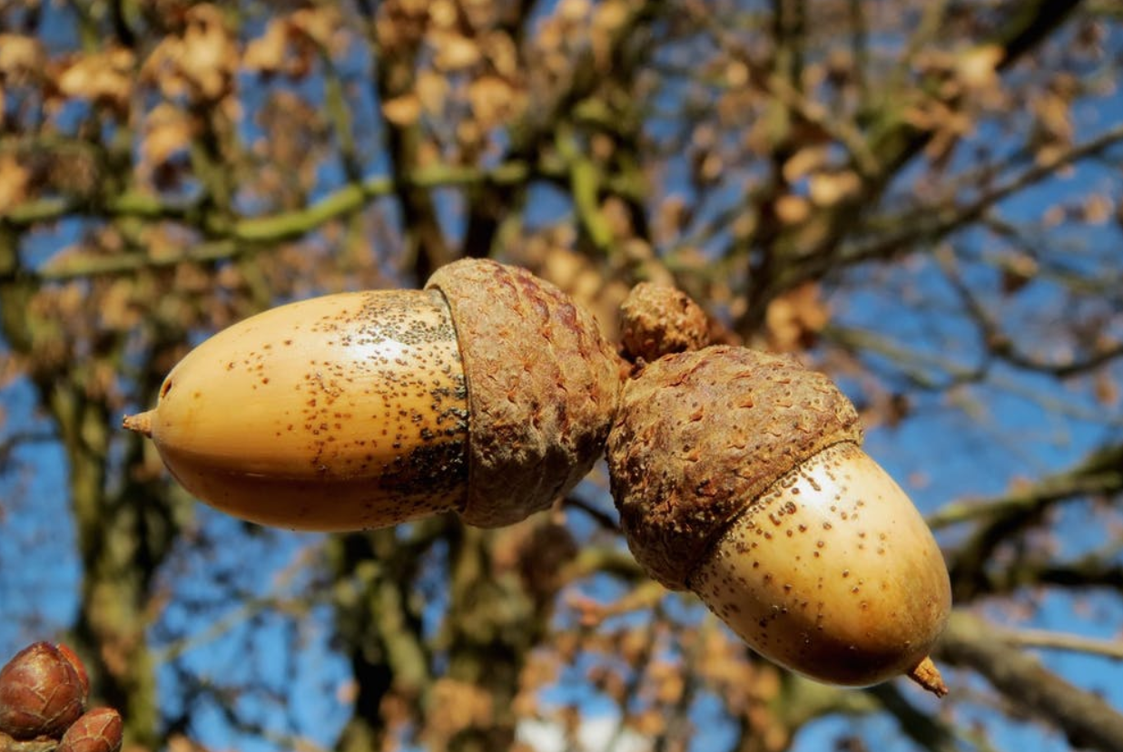 From Little Acorns Grow. Simple Strategies For Expanding Your Business