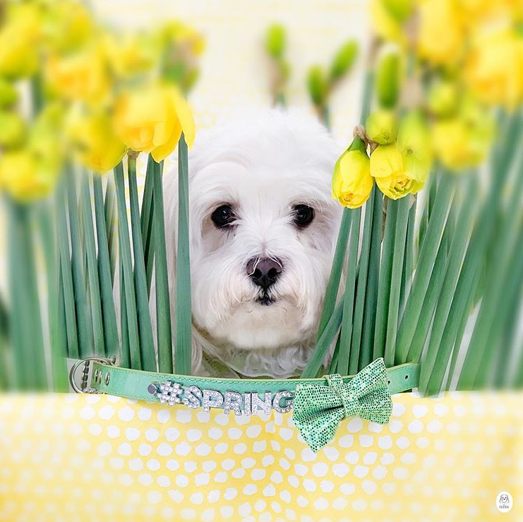 Turning your passion into a business - a case study with Miss Teddy!