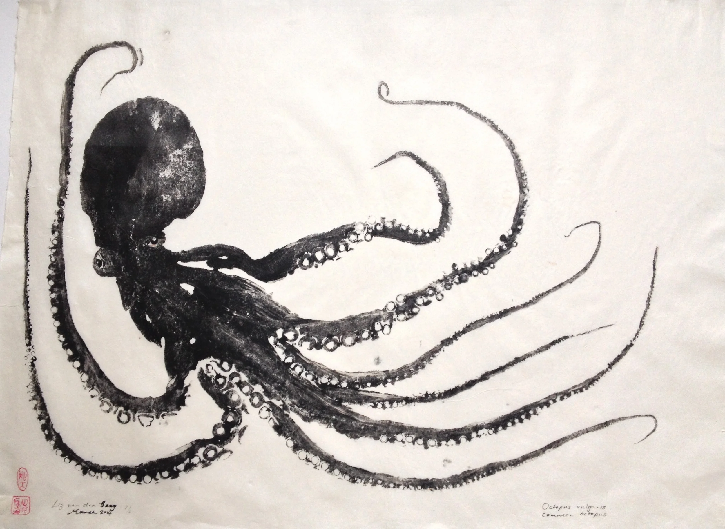 Octopus dark