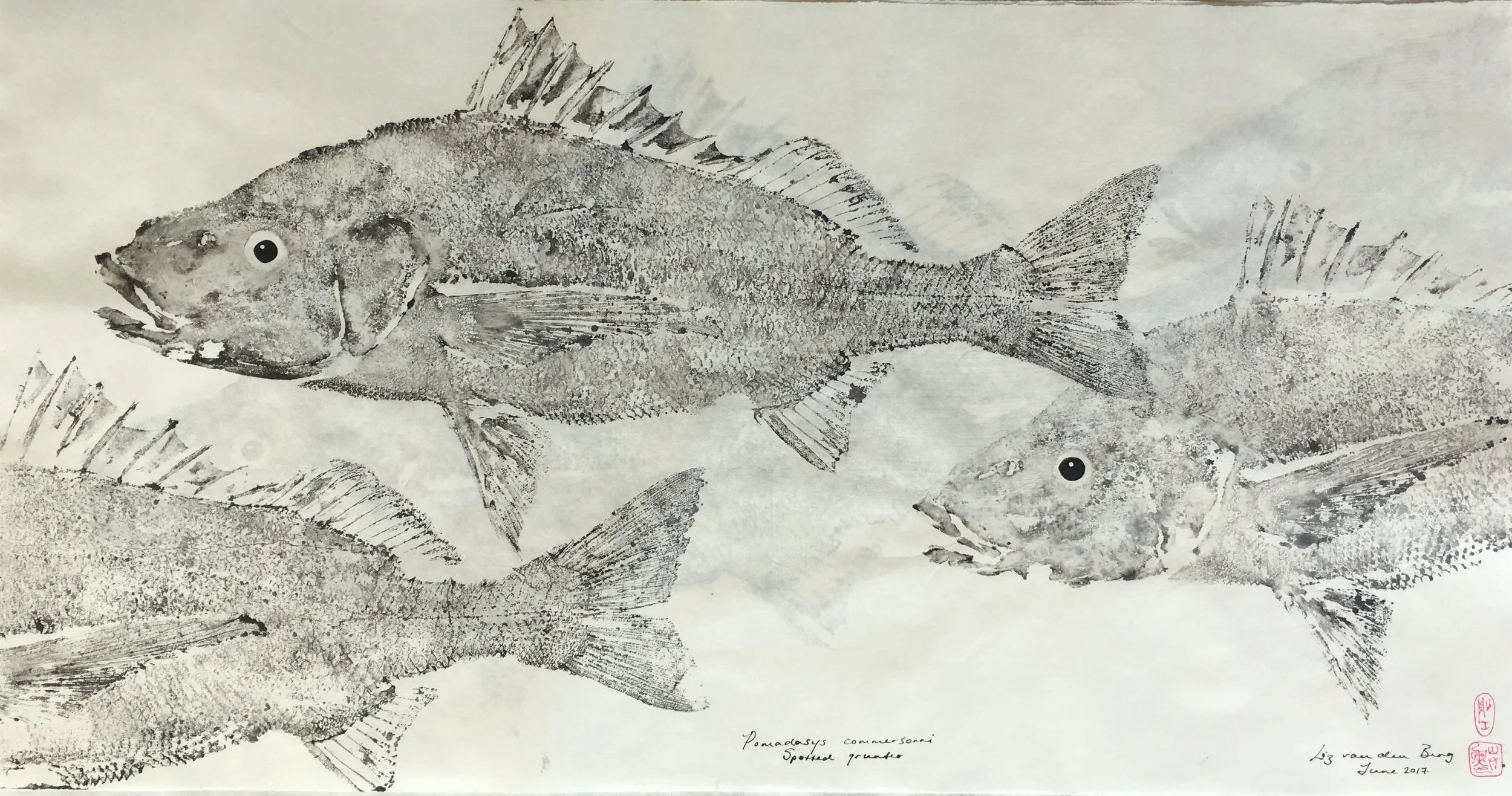 Spotted grunter