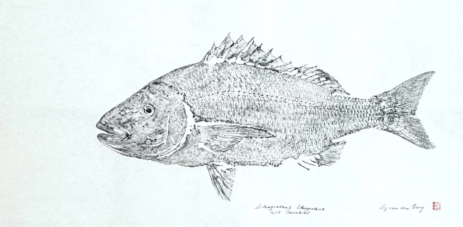 Steenbras