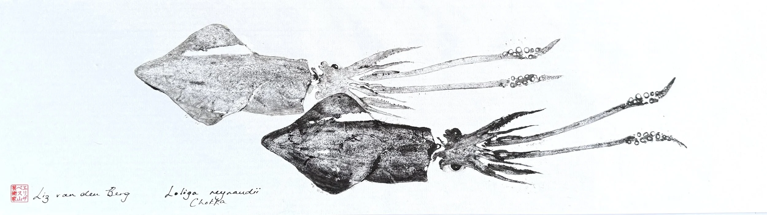 Squid pair