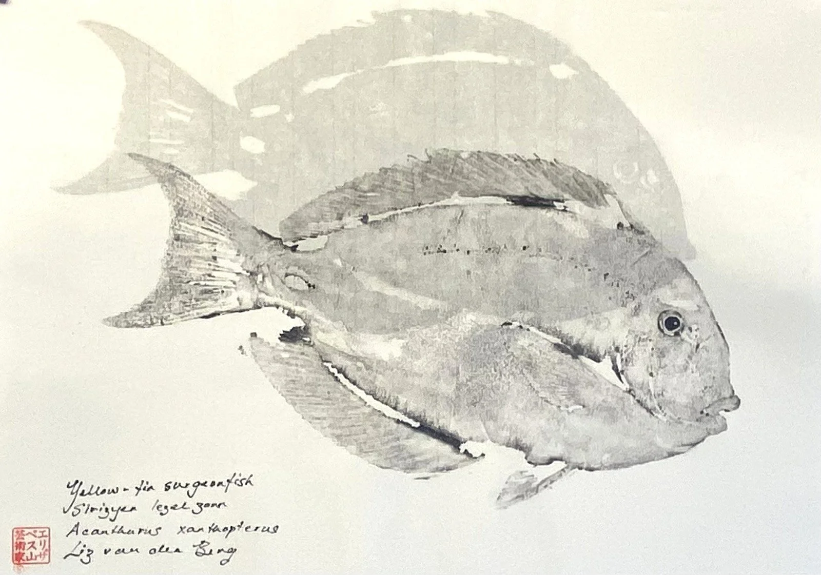 Surgeonfish