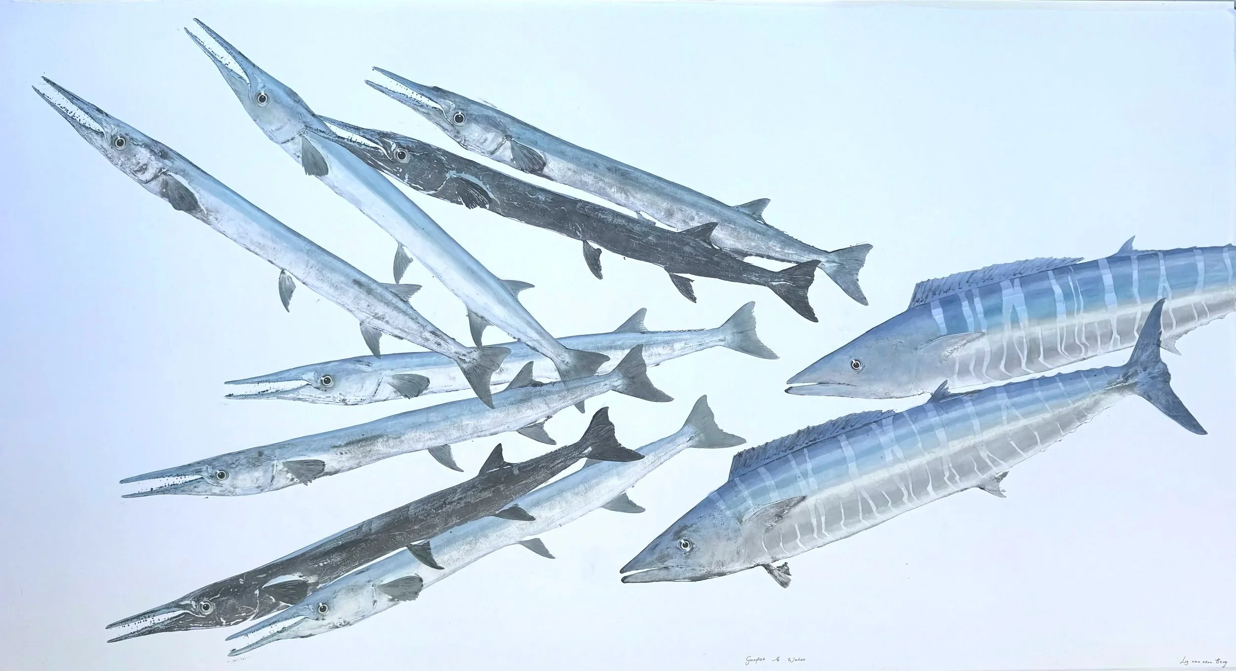 Wahoos chasing Garfish