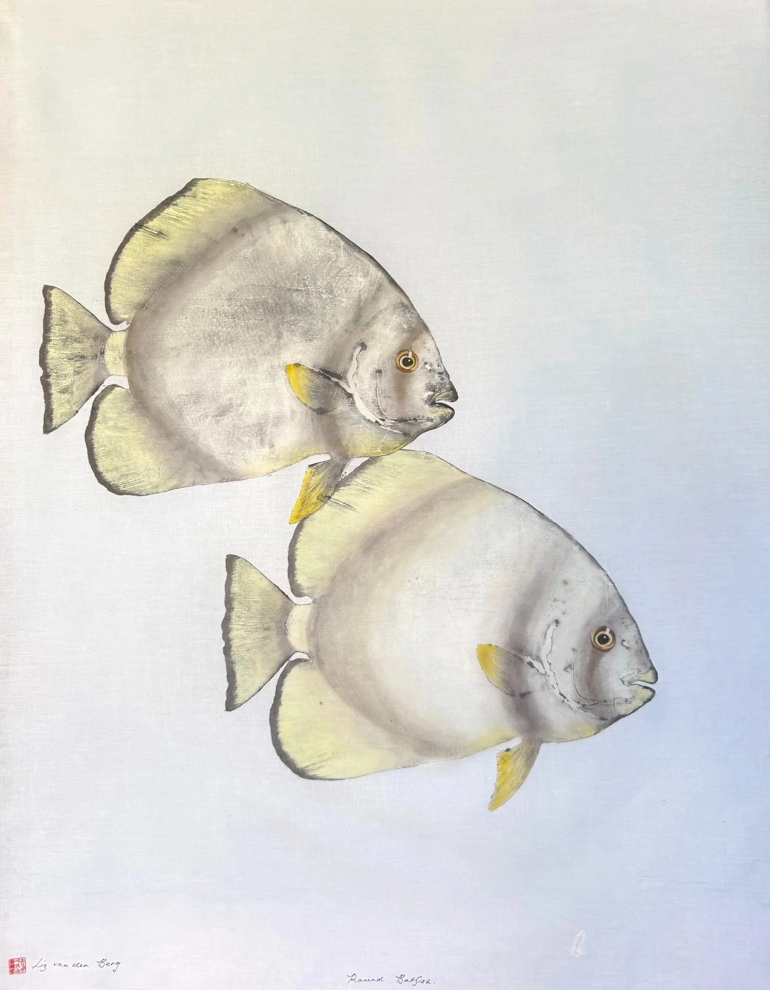 Batfish pair # 4