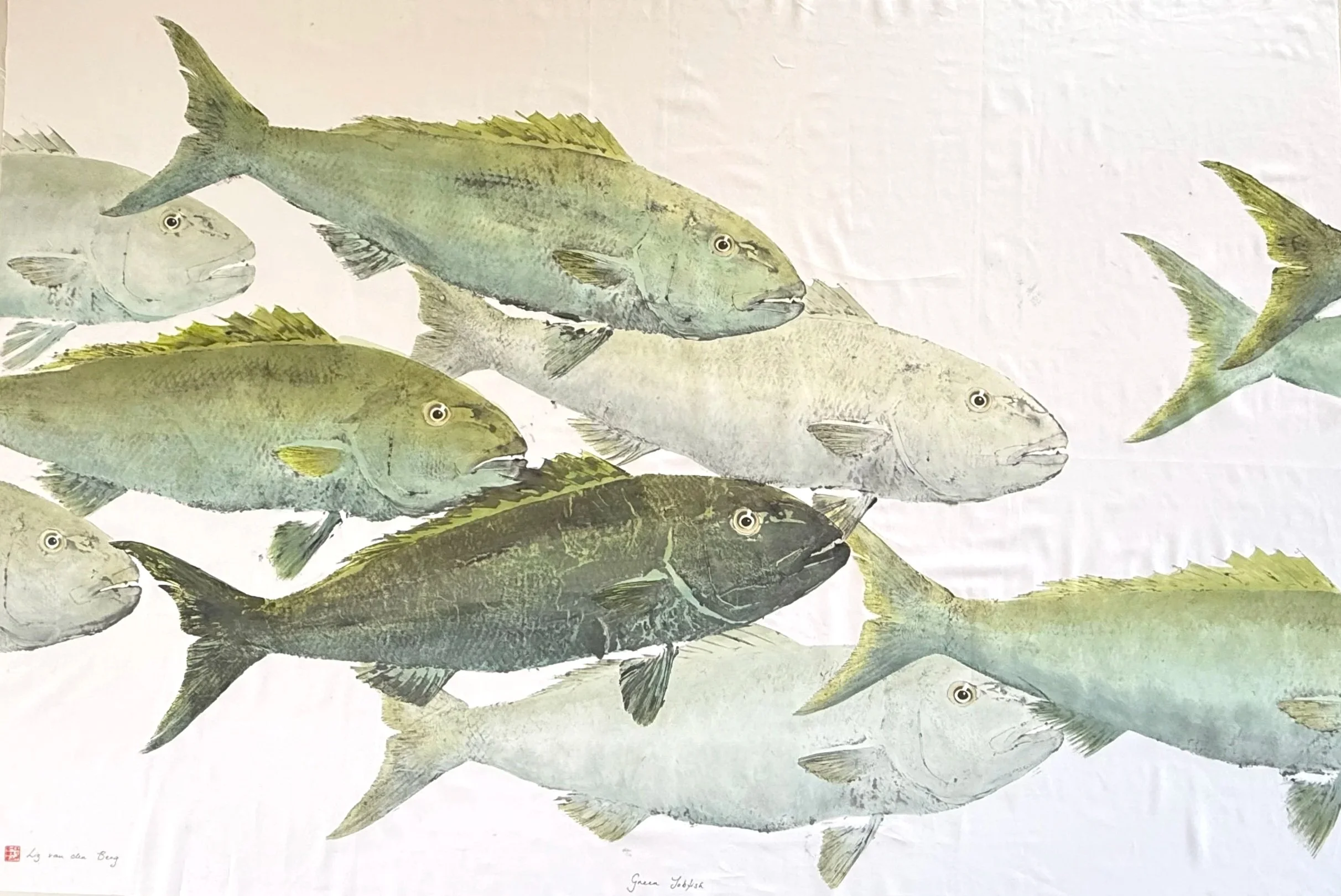 Green Jobfish
