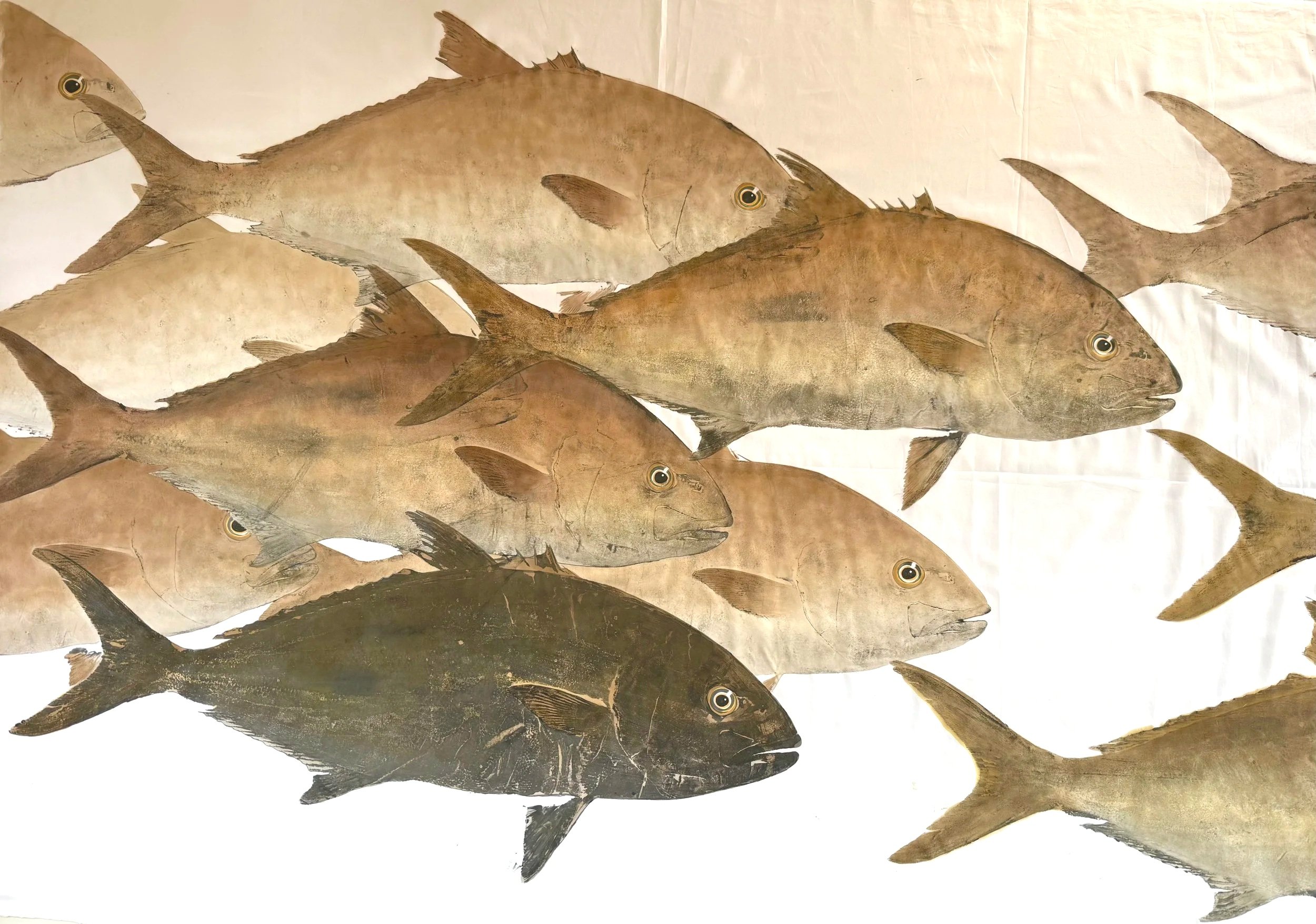 Amberjacks