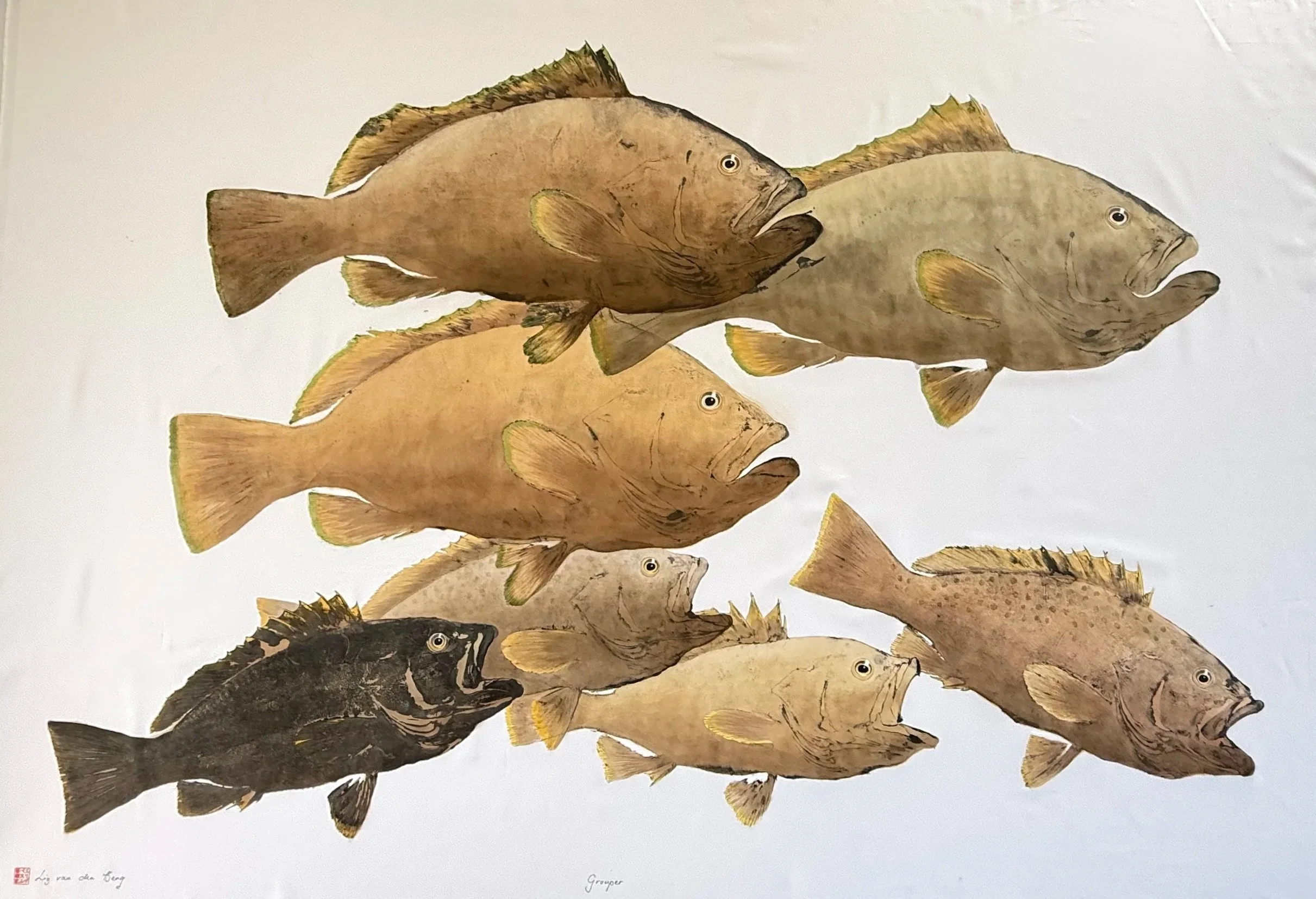 Groupers brown