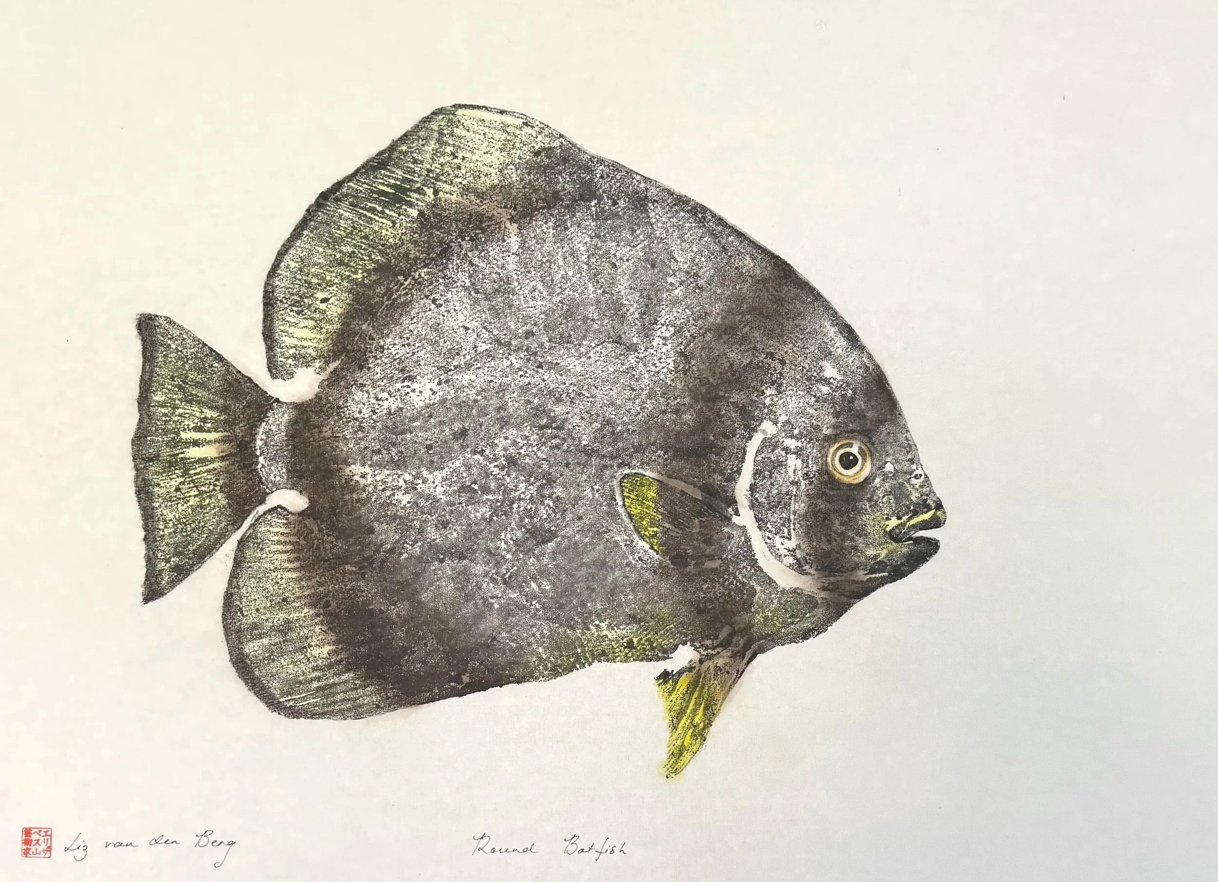 Batfish dark