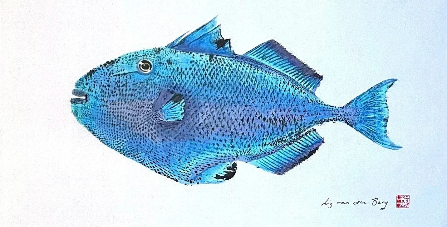 Triggerfish turquoise