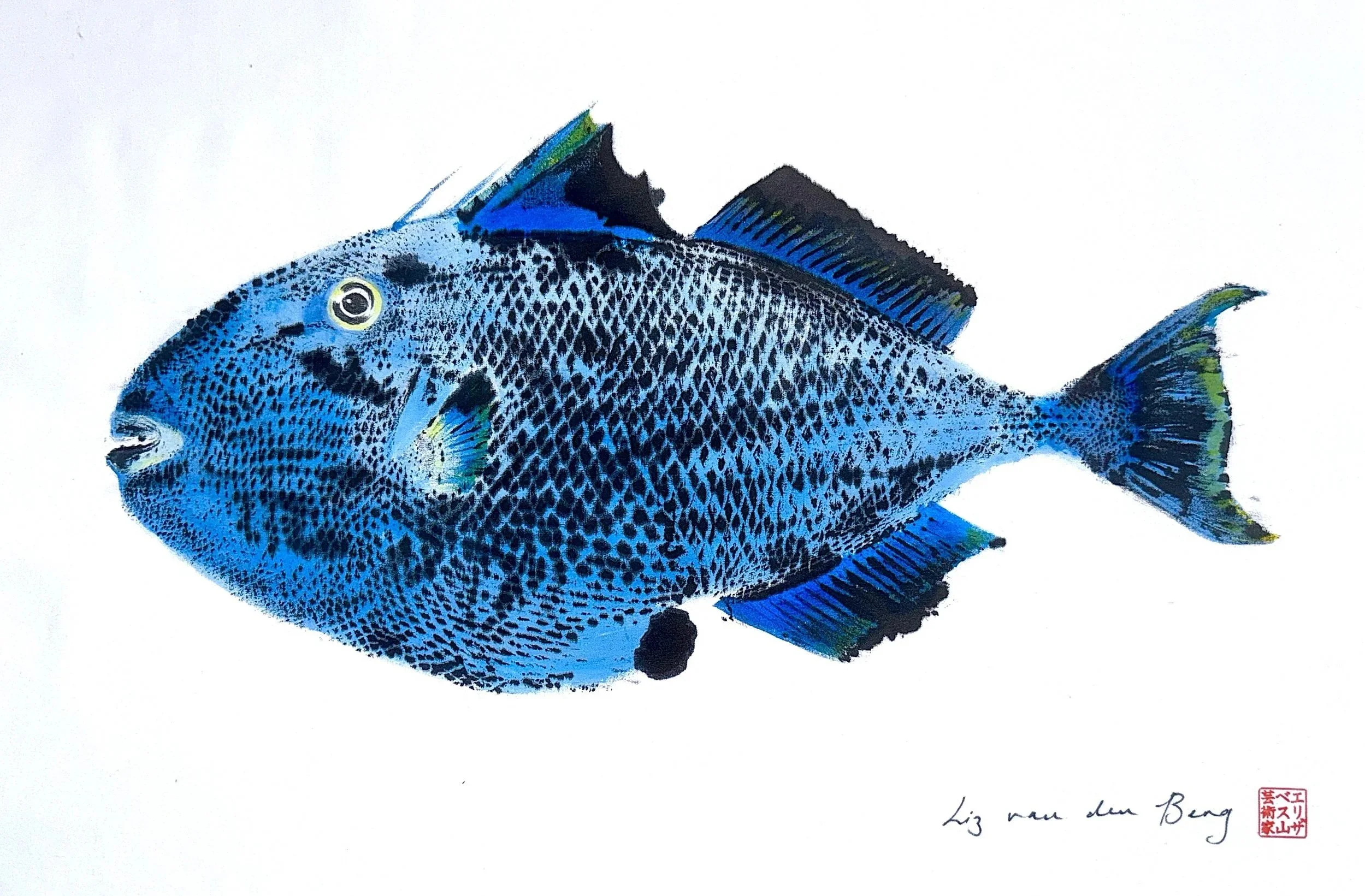 Triggerfish blue