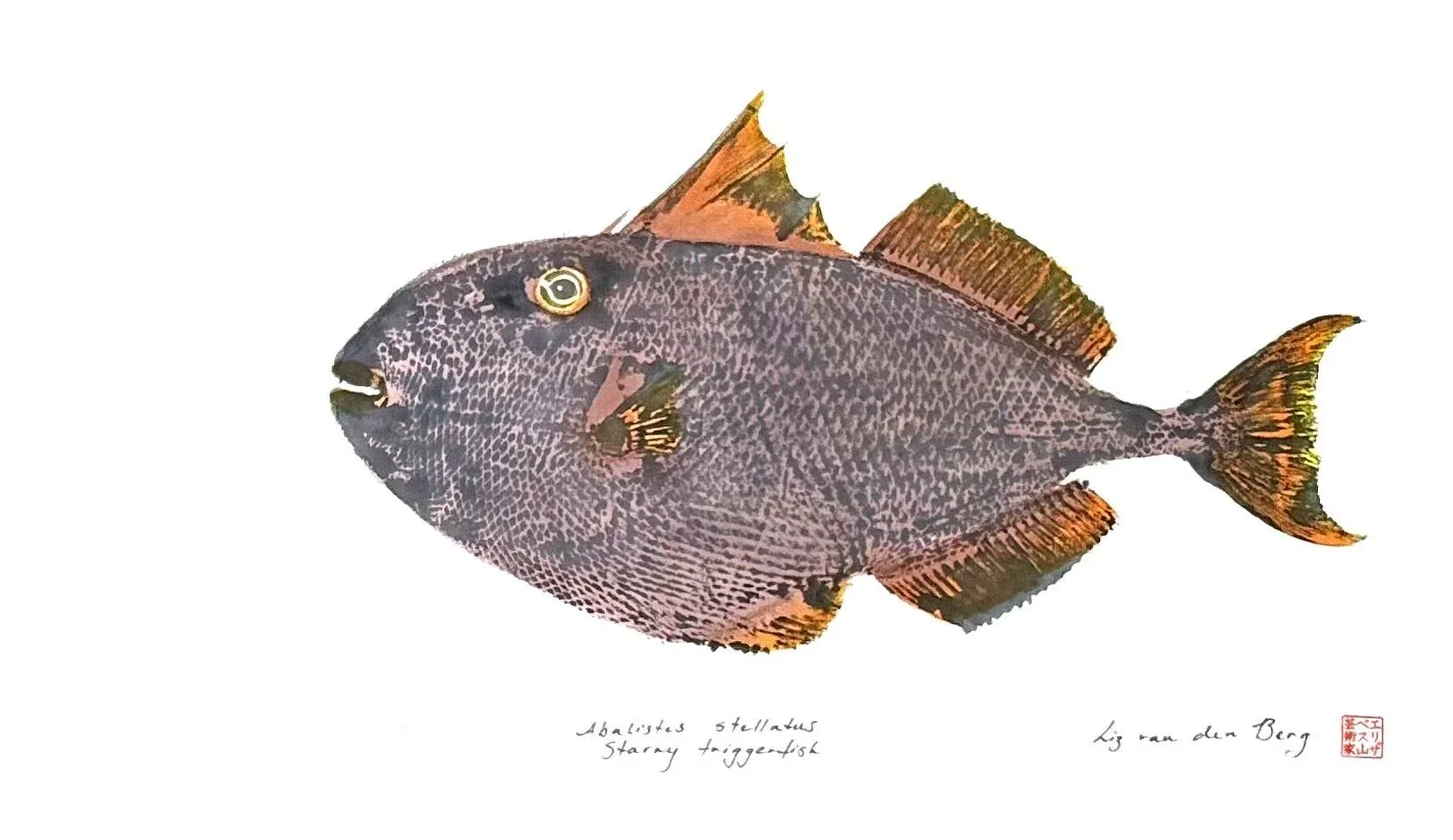 Triggerfish brown