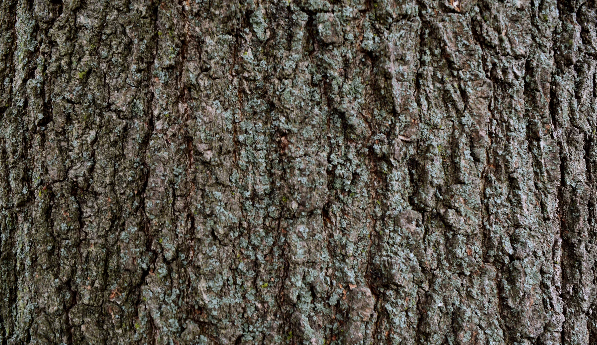TreeBark.jpg