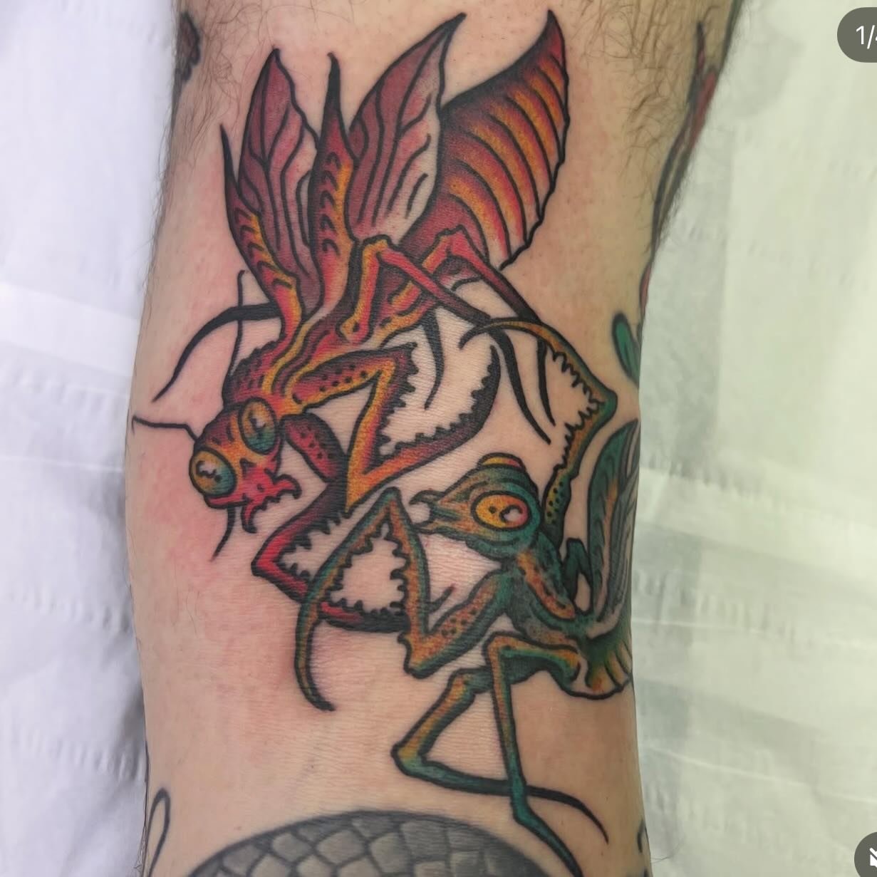 Mantises by @george_geary dm him for bookings