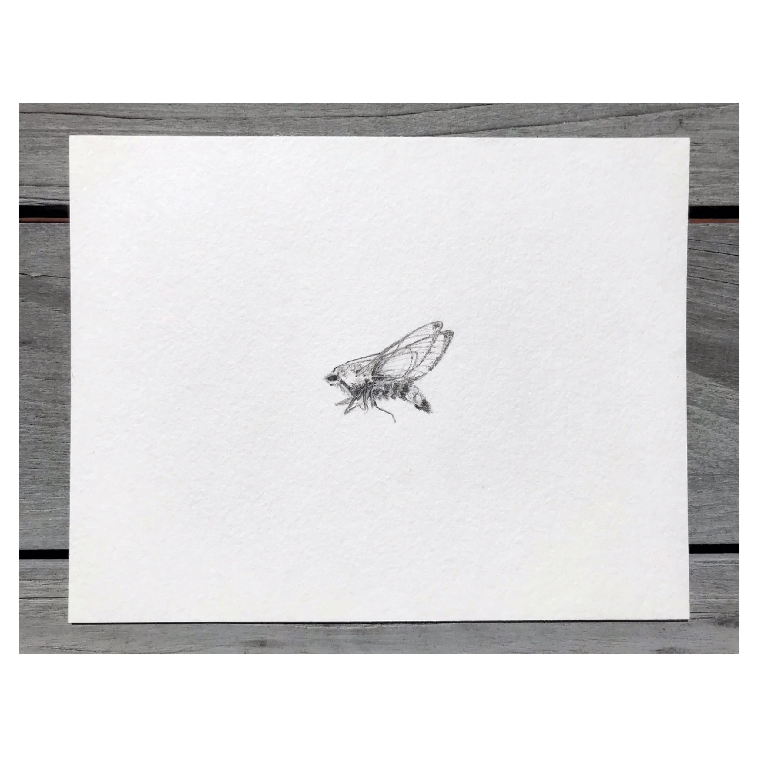 albumtemp 28 copy.jpeg