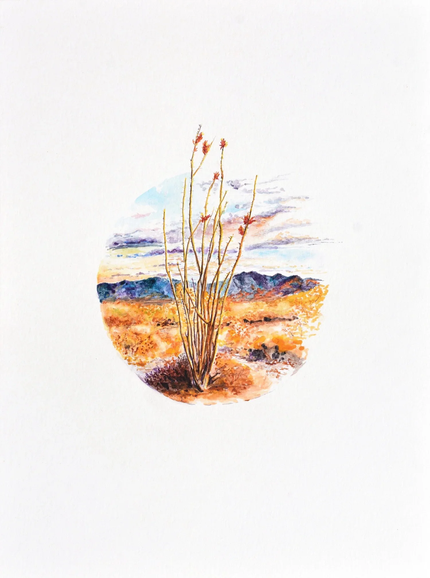 2+Ocotillo_image+copy (1).webp
