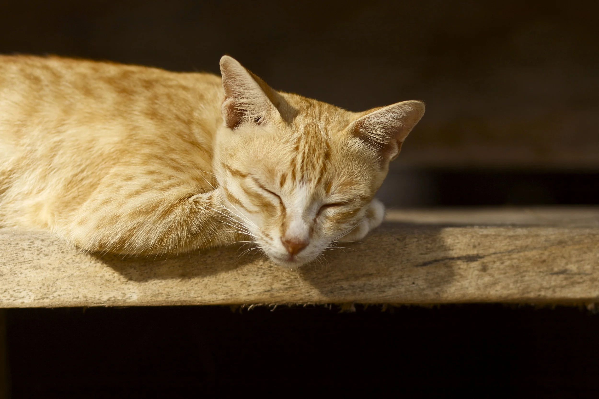 Gatita Meno.jpg
