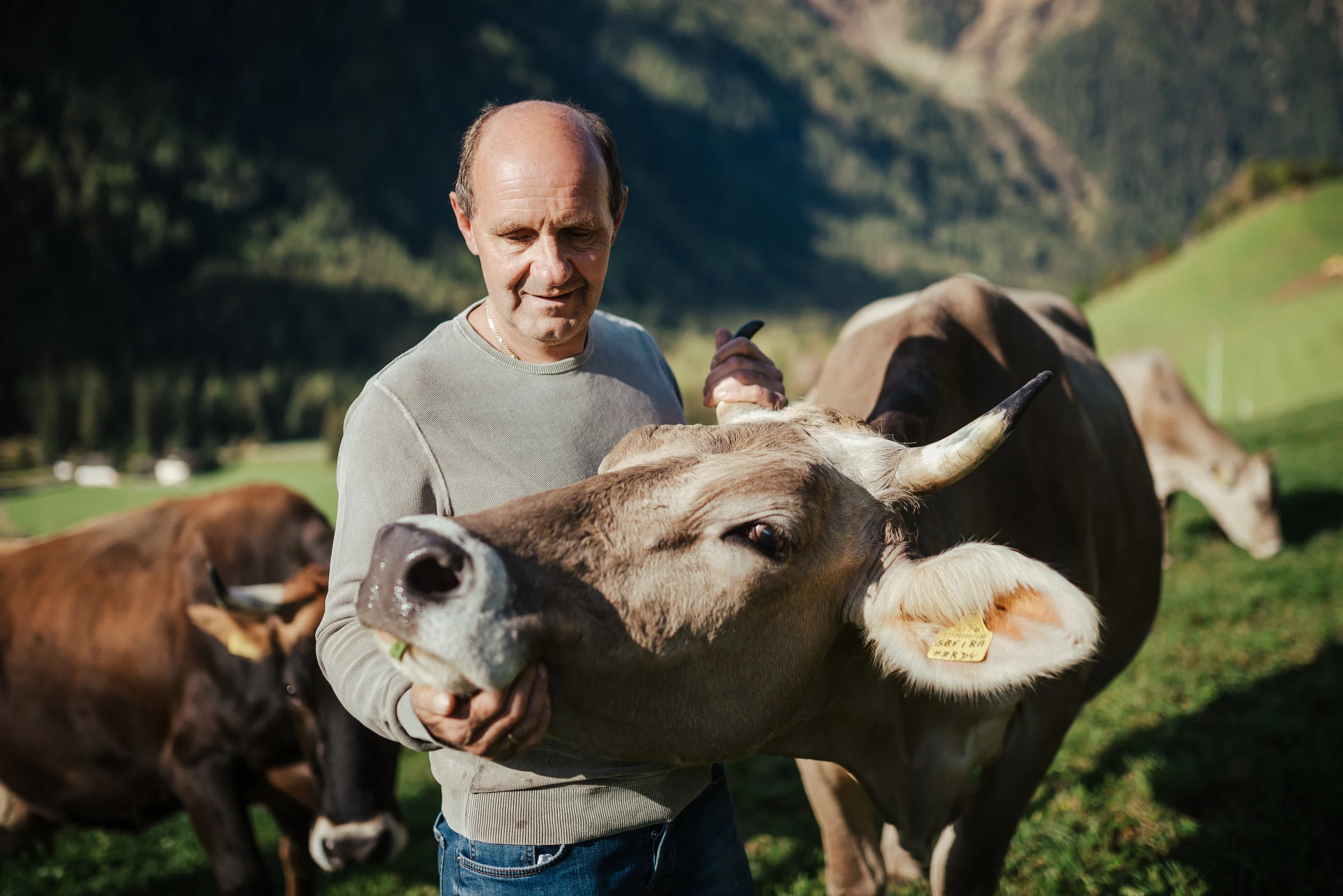 Die Kühe müssen an die frische Luft.