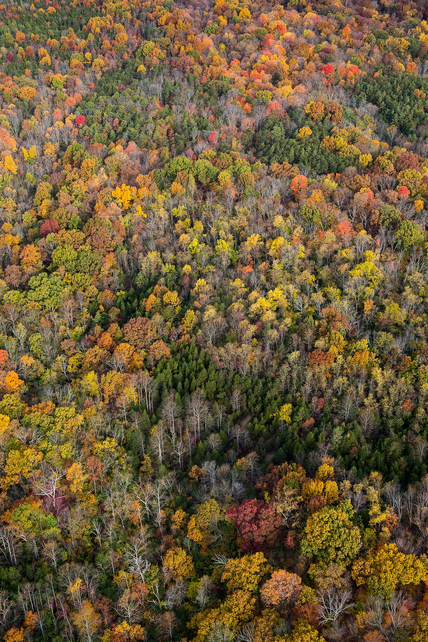 KeltpnTrees-size.jpg