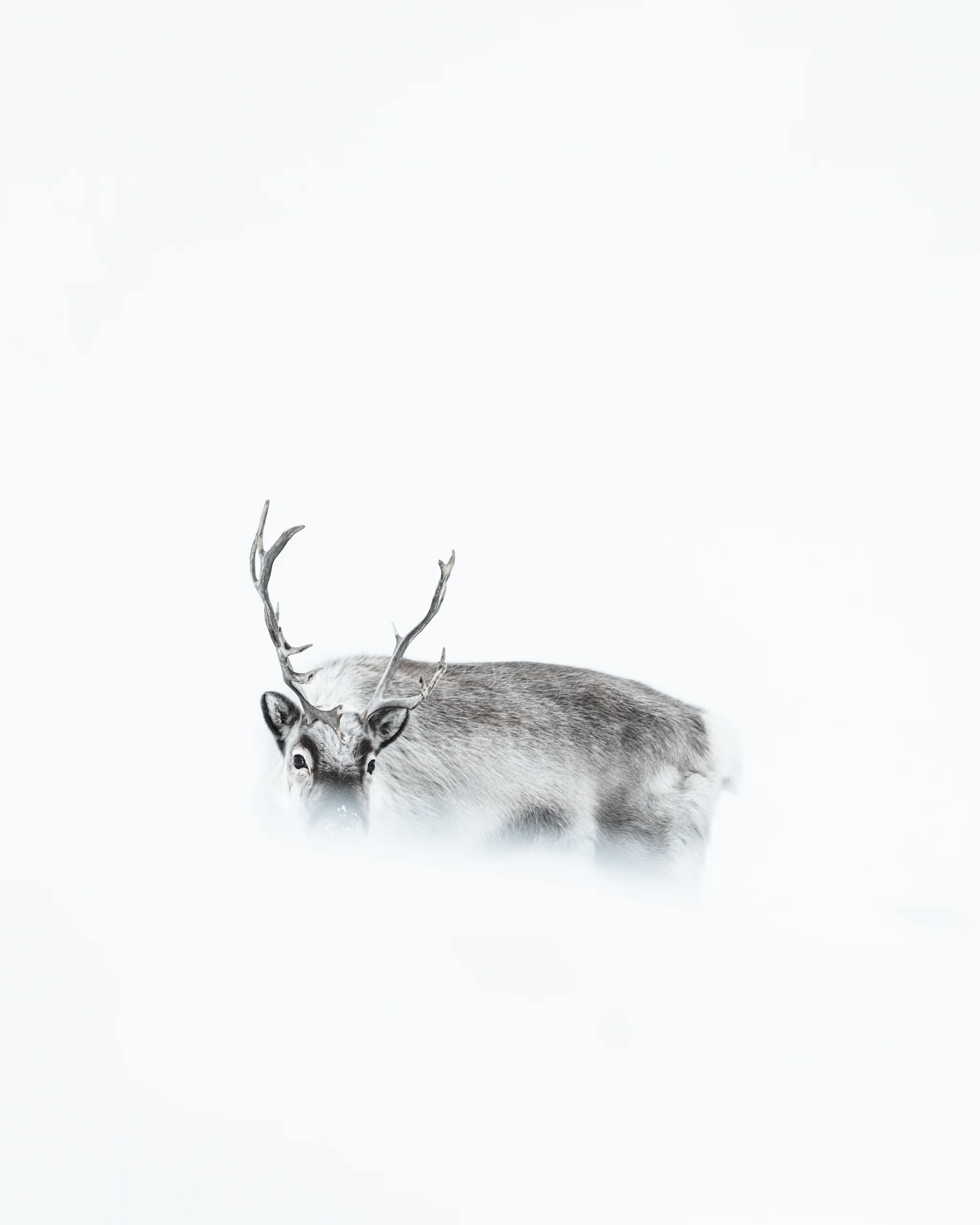 Svalbard april 2019-0012-Edit.jpg