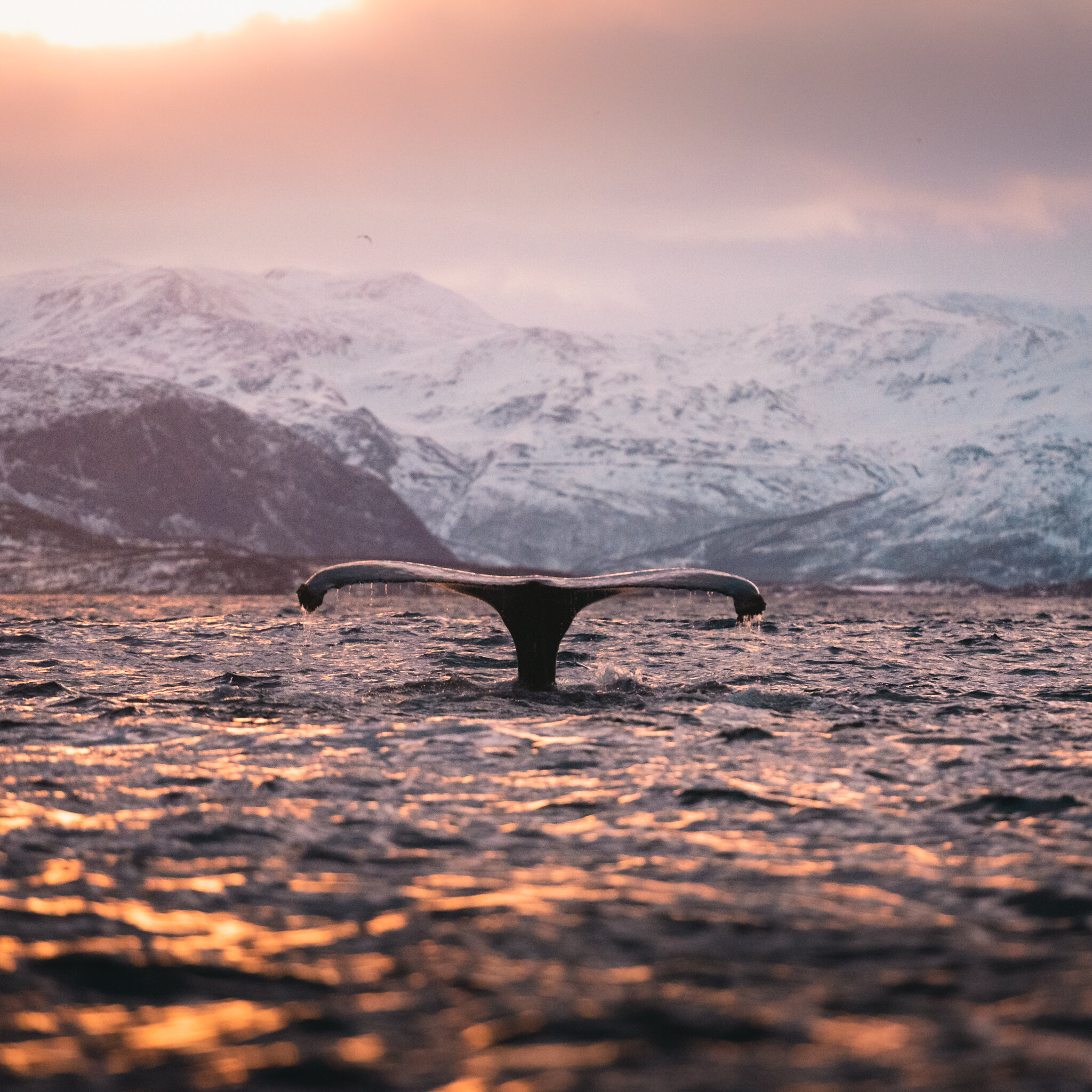 skjervøy single