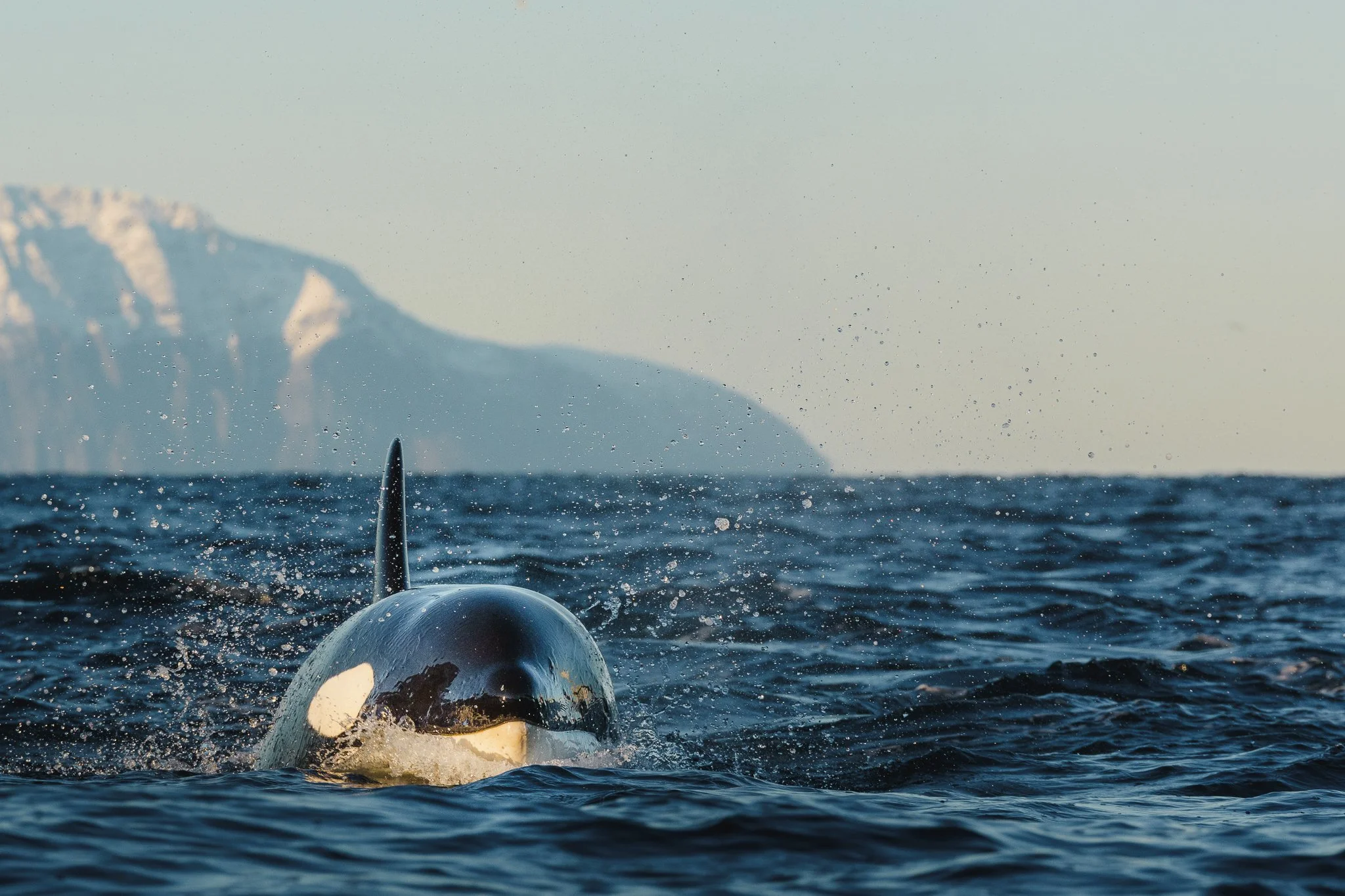 Chasing Giants: Photographing Whales in Northern Norway