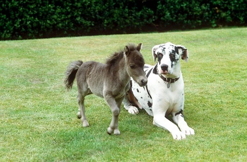 tiny-horses-17.jpg