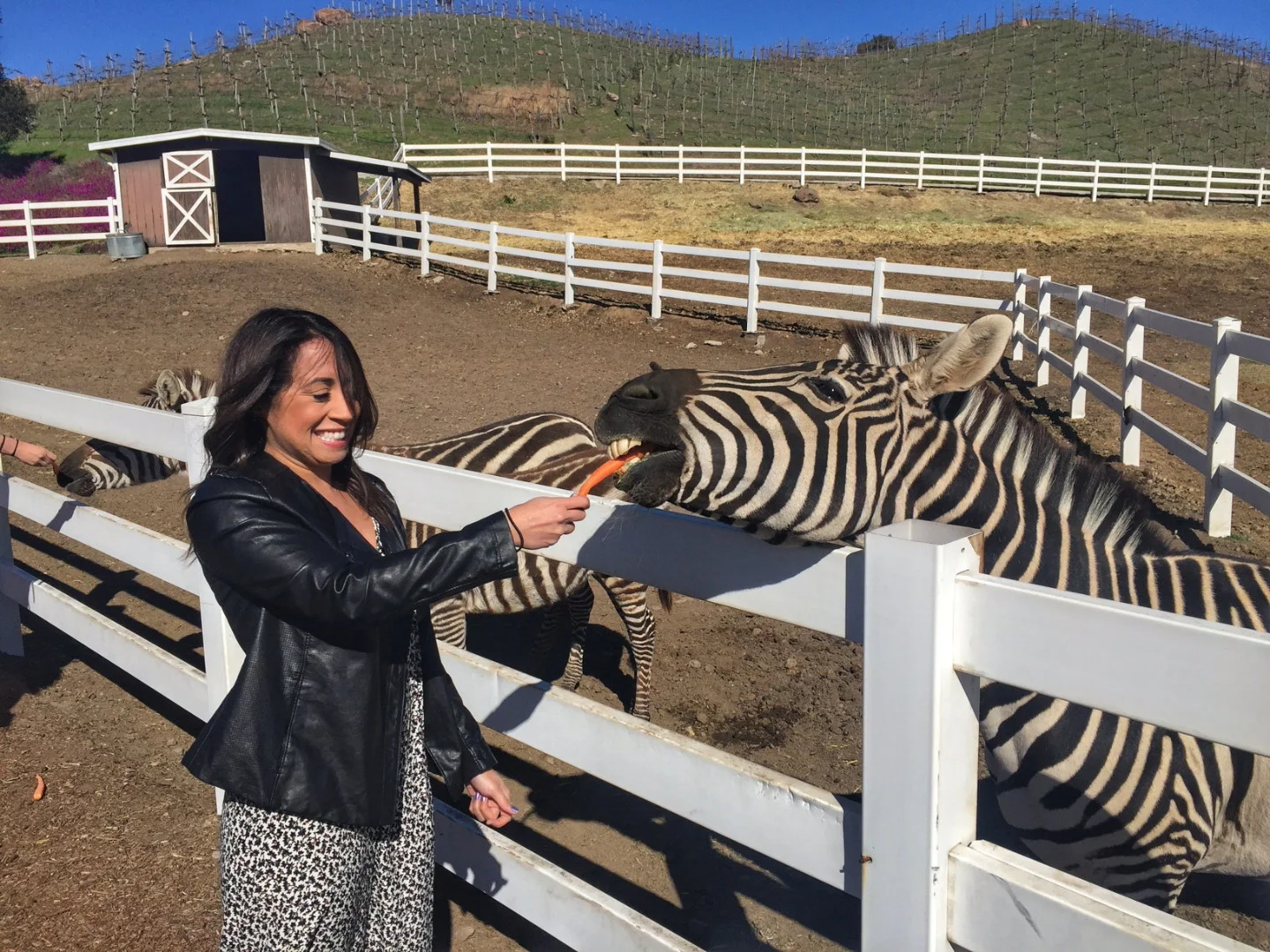 My experience with a zebra at Malibu Wine Safaris - hopefully it goes a little better than this in Africa ;) 