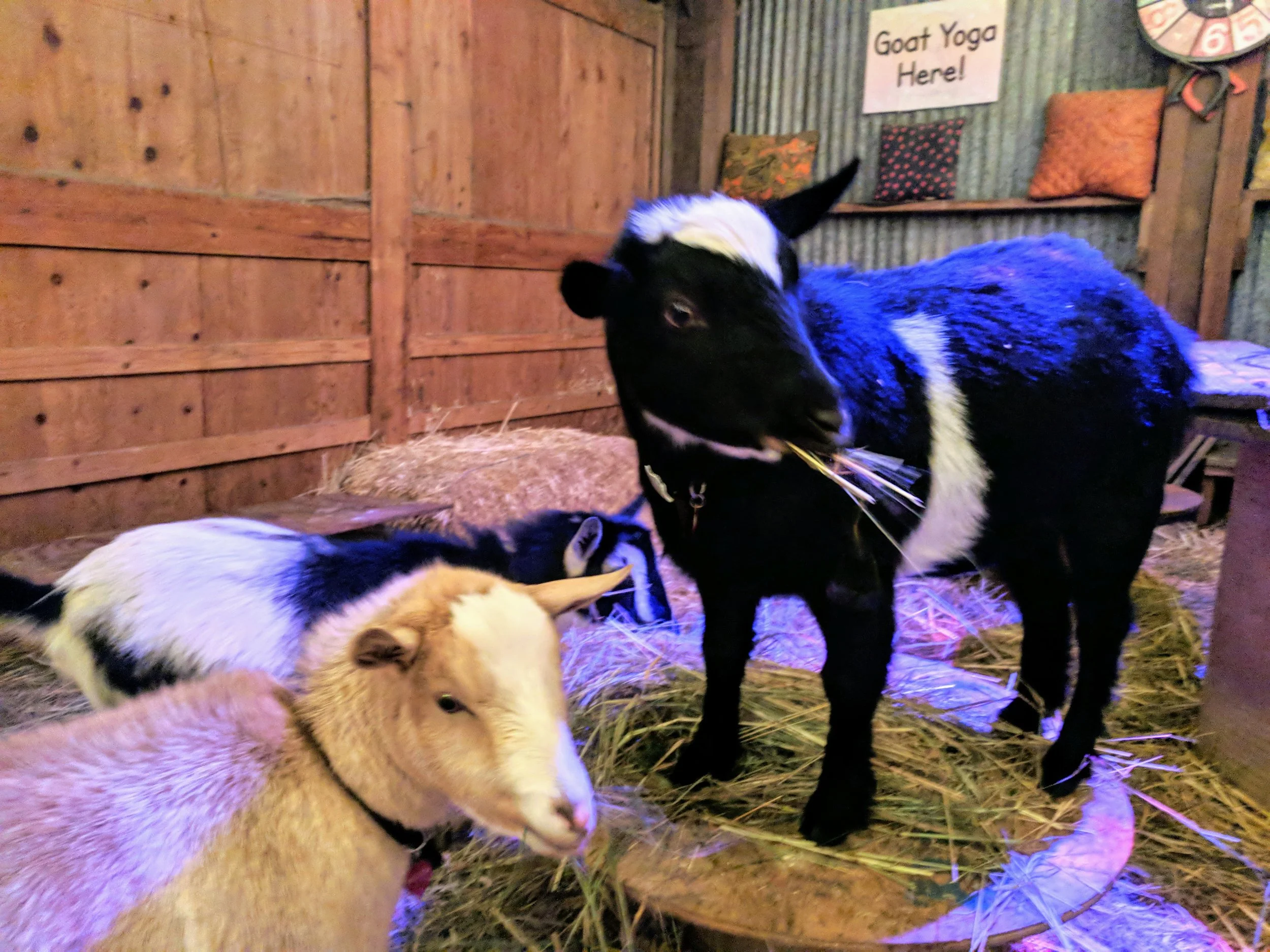 goats-eating.jpg