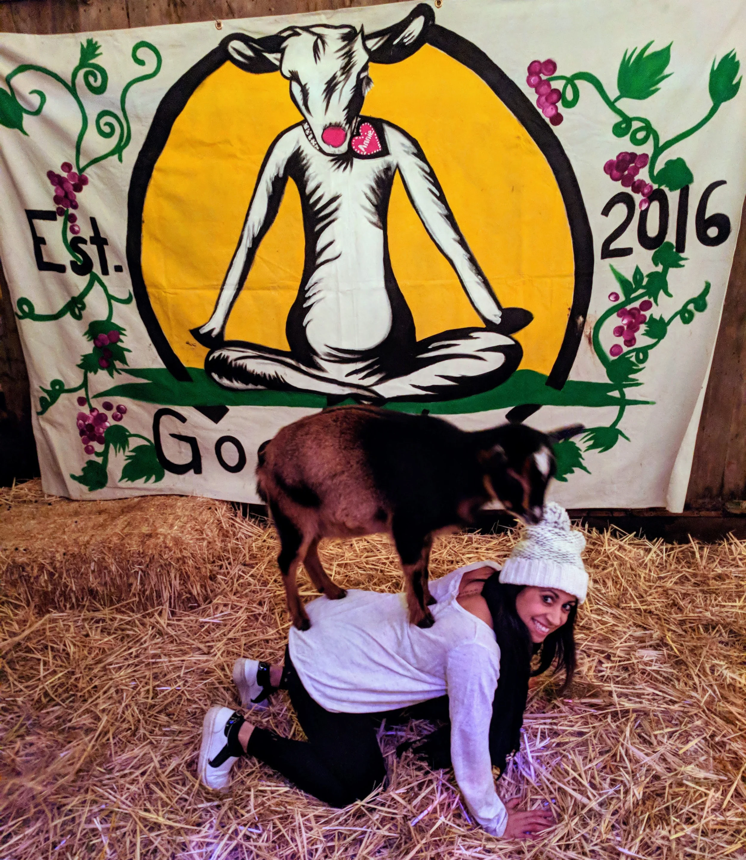 goat-yoga-cat-pose.jpg