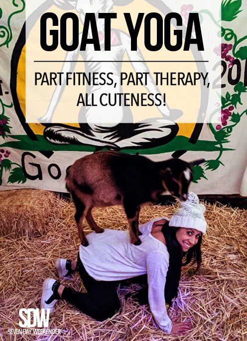 Pinterest-GoatYoga-v1.jpg