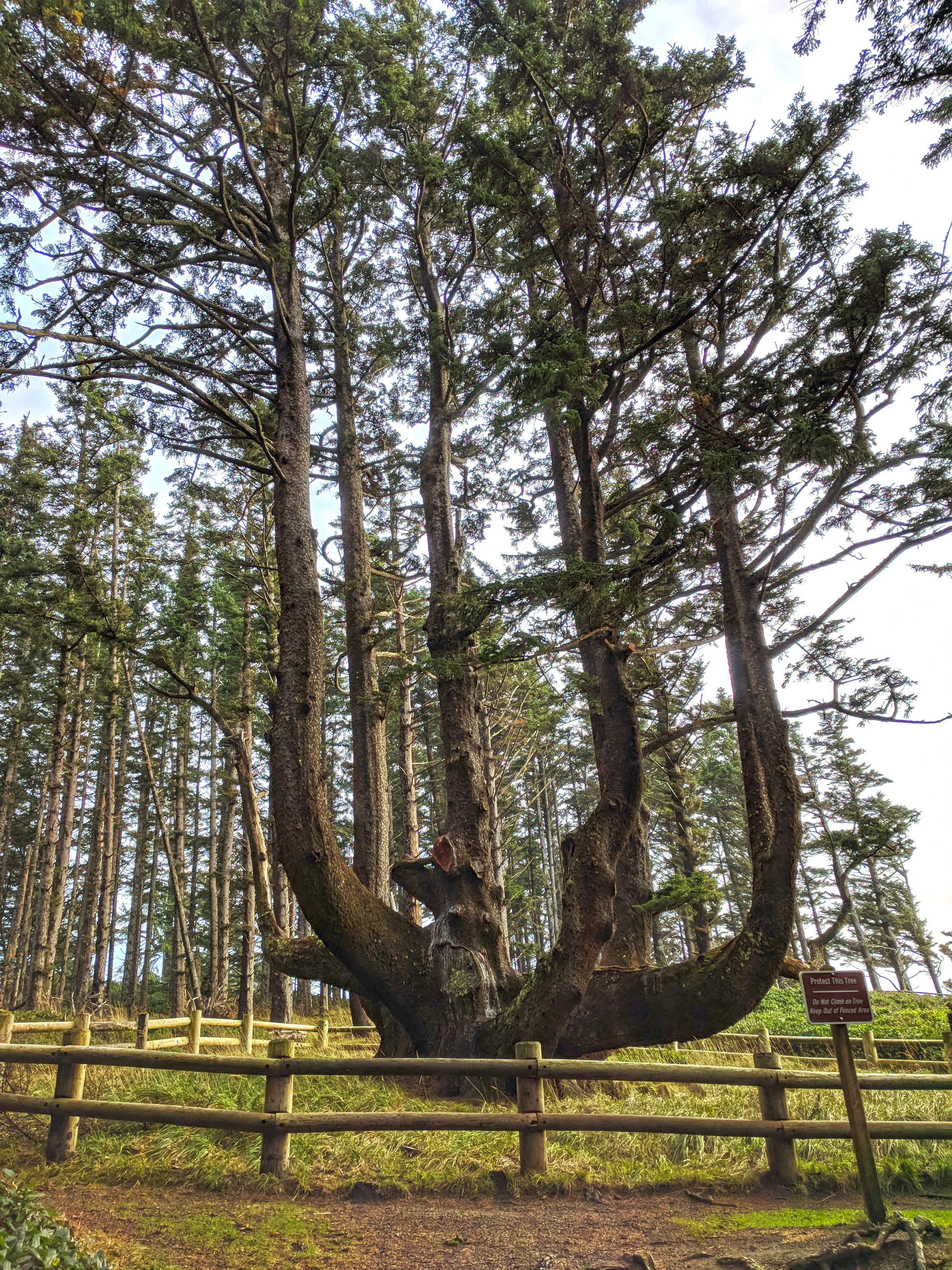 Oregon’s largest Sitka spruce aka the Octopus Tree