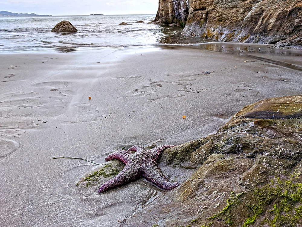 Oregon-Coast-beach-starfish.jpg