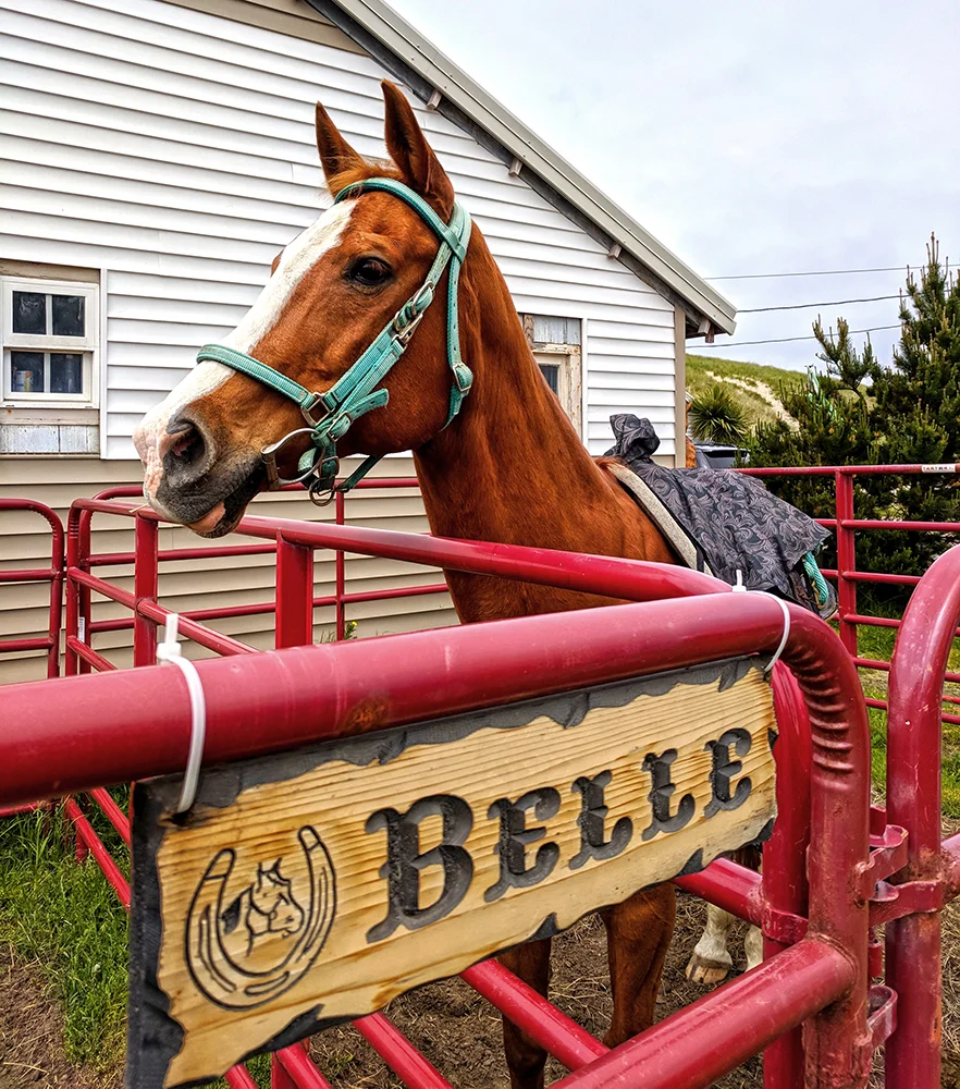 Green-Acres-Beach-Rides-Belle.jpg