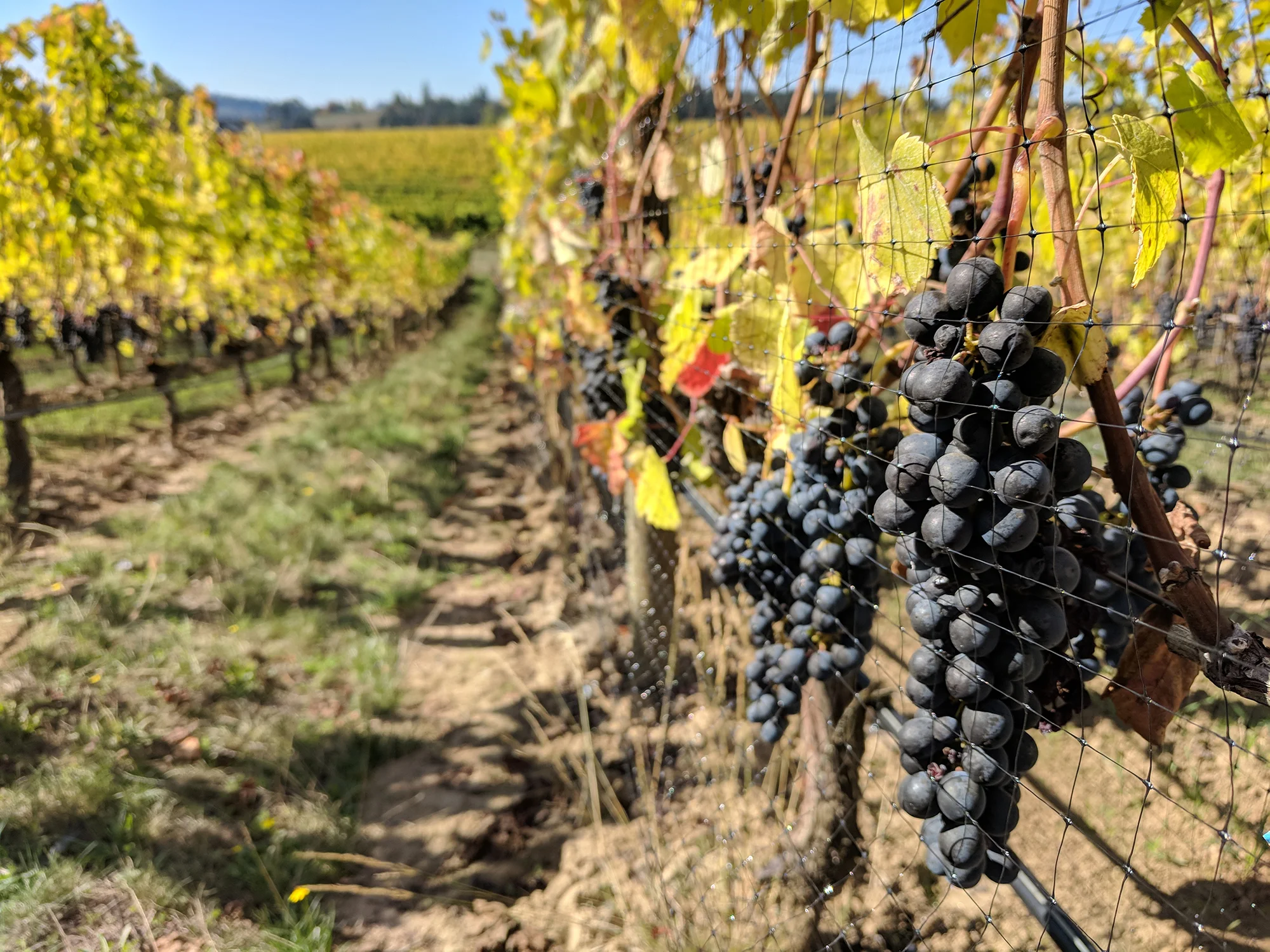 syrah grapes on vine.jpg