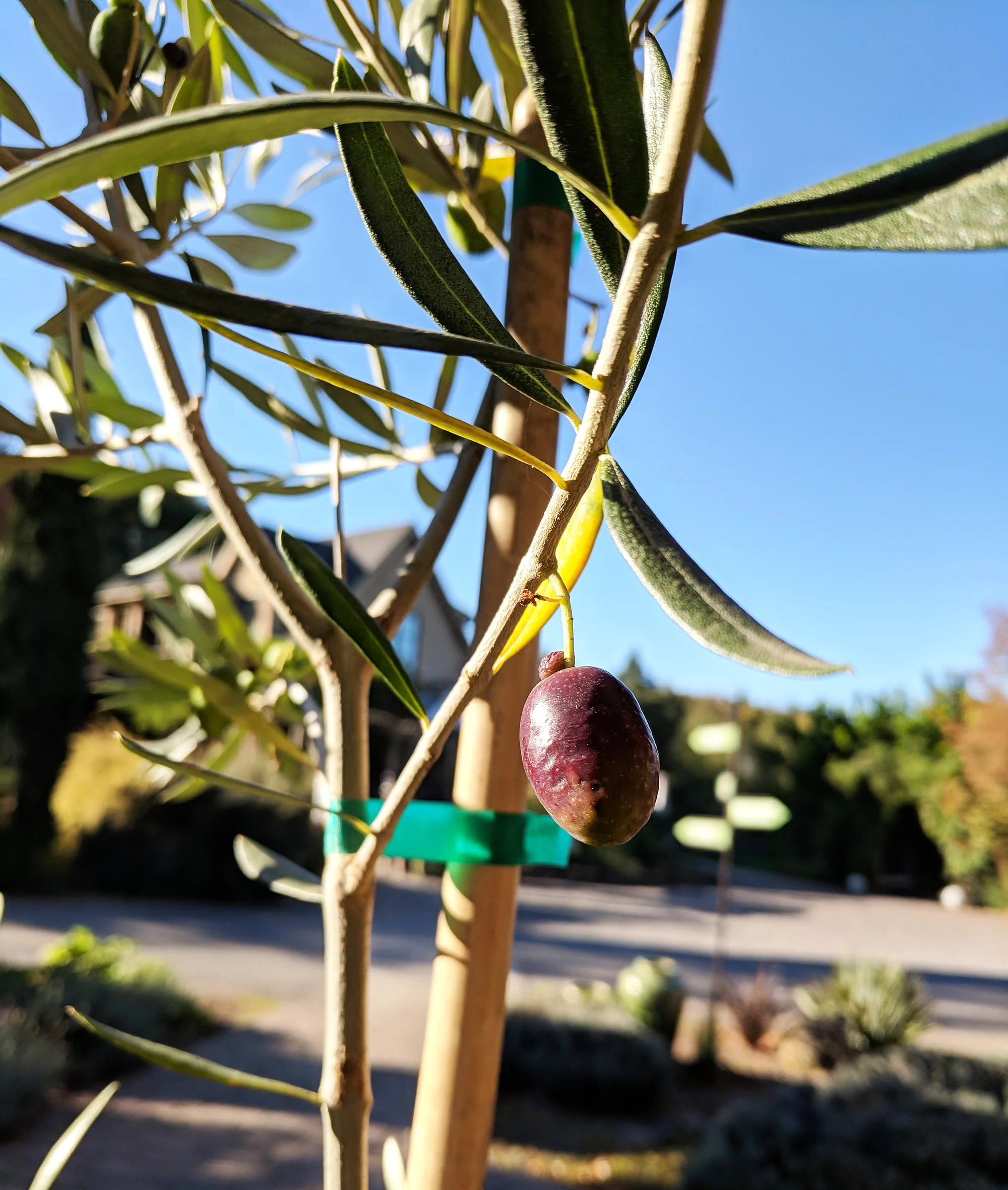 olive on tree.jpg