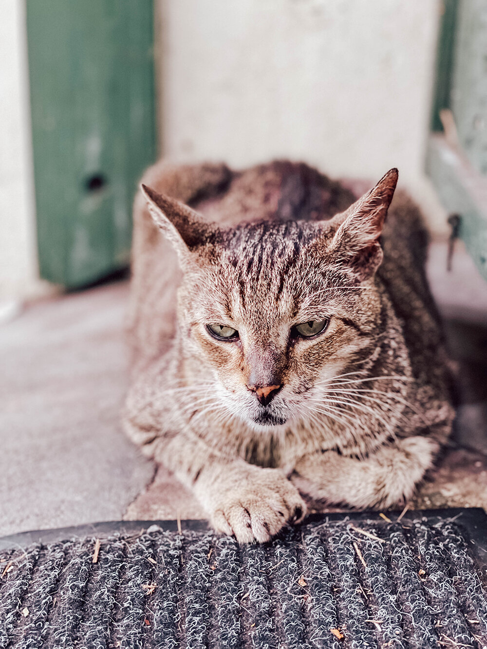 Hemingway-House-6toed-cate.jpg