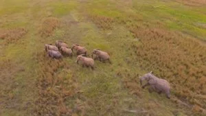 The herd of 8 elephant on their spree after breaching the boundaries of the Dinokeng Game Reserve. Charles, the oldest bull of the reserve and the main instigator of the group, is at the back of the herd. An ERP collar was recently placed on him and was very useful in locating the elephant and monitoring their ‘walk’ back.