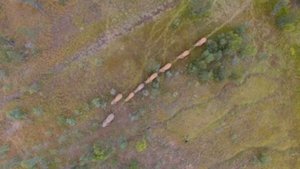 ERP drone footage of the elephants walking back to the reserve in single file. The bull was leading the herd, with the Matriarch just behind him. The elephants walked at least 37km outside of the reserve over the two day period.